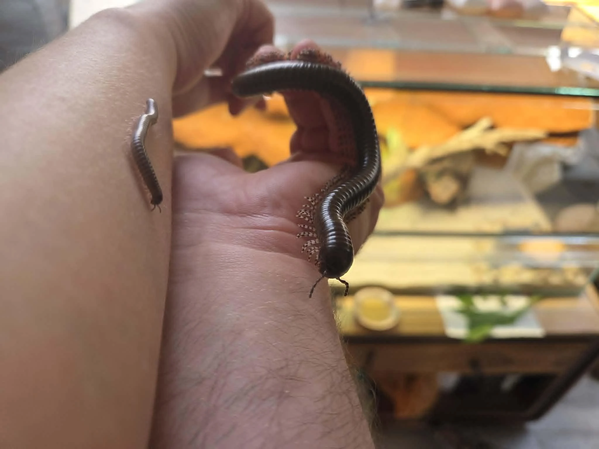 Mnohonožky Telodeinopus aoutii