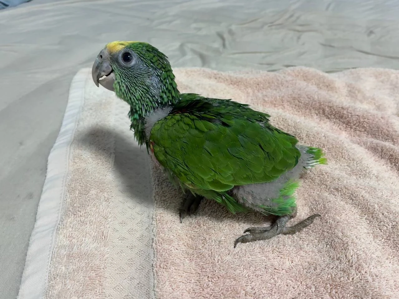 Amazona oratrix