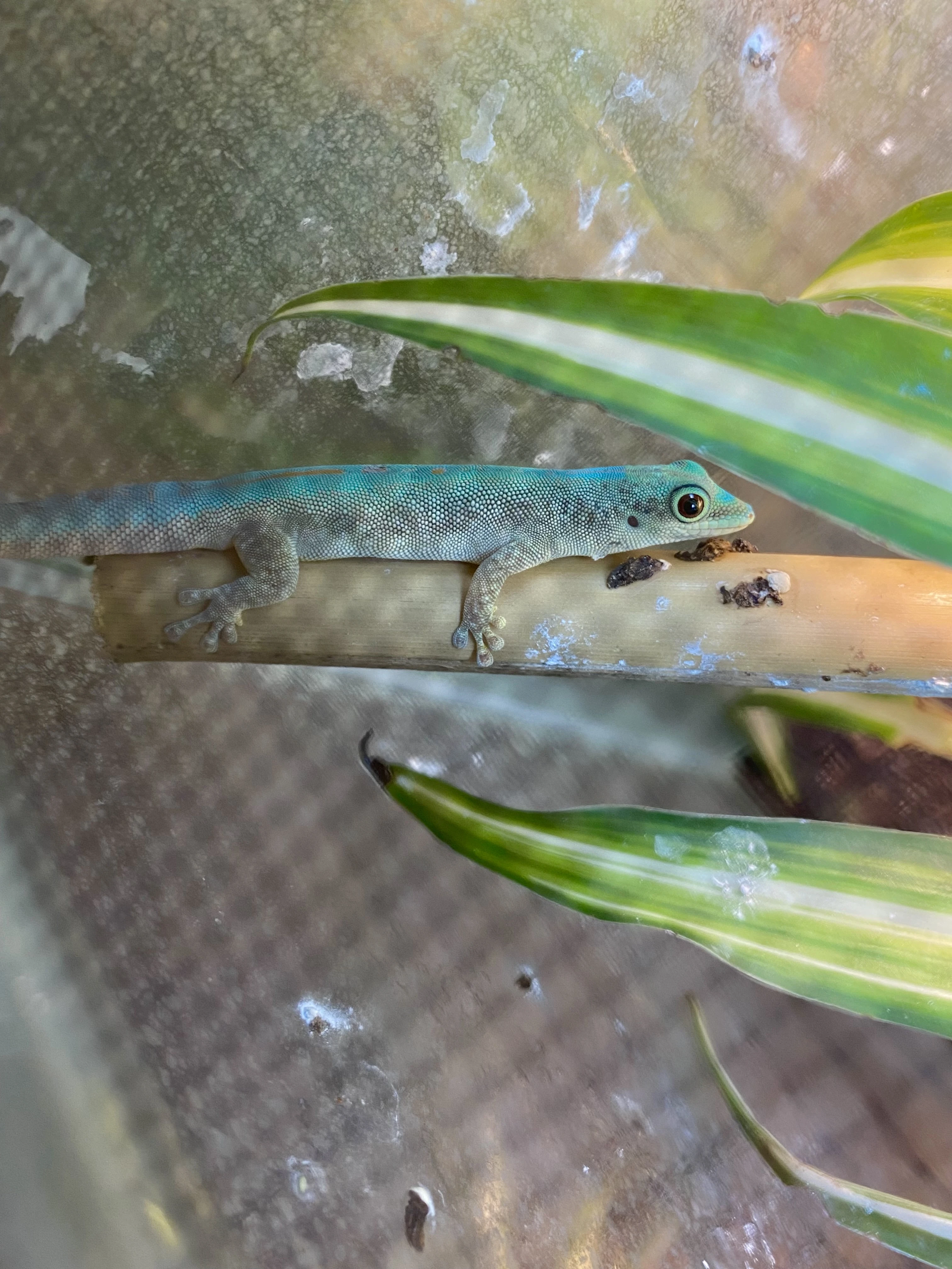 Phelsuma Robertmertensi