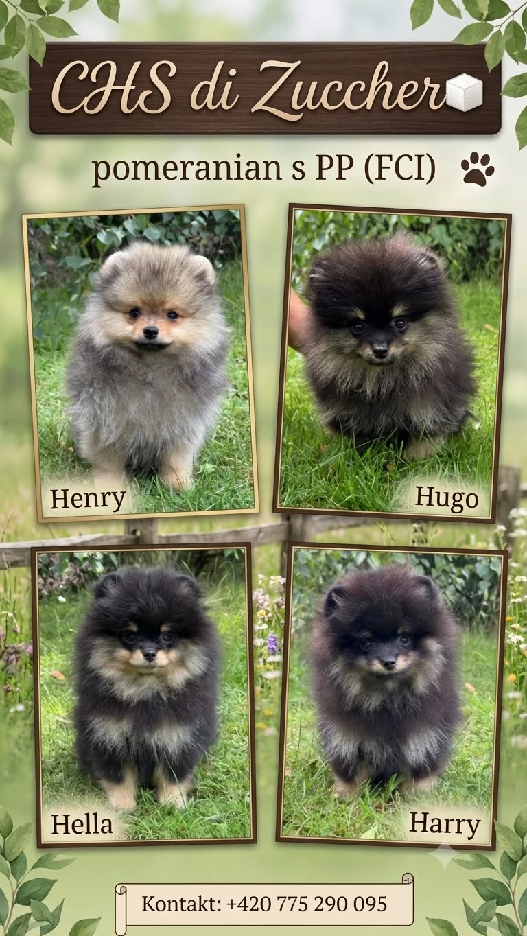 Pomeranian