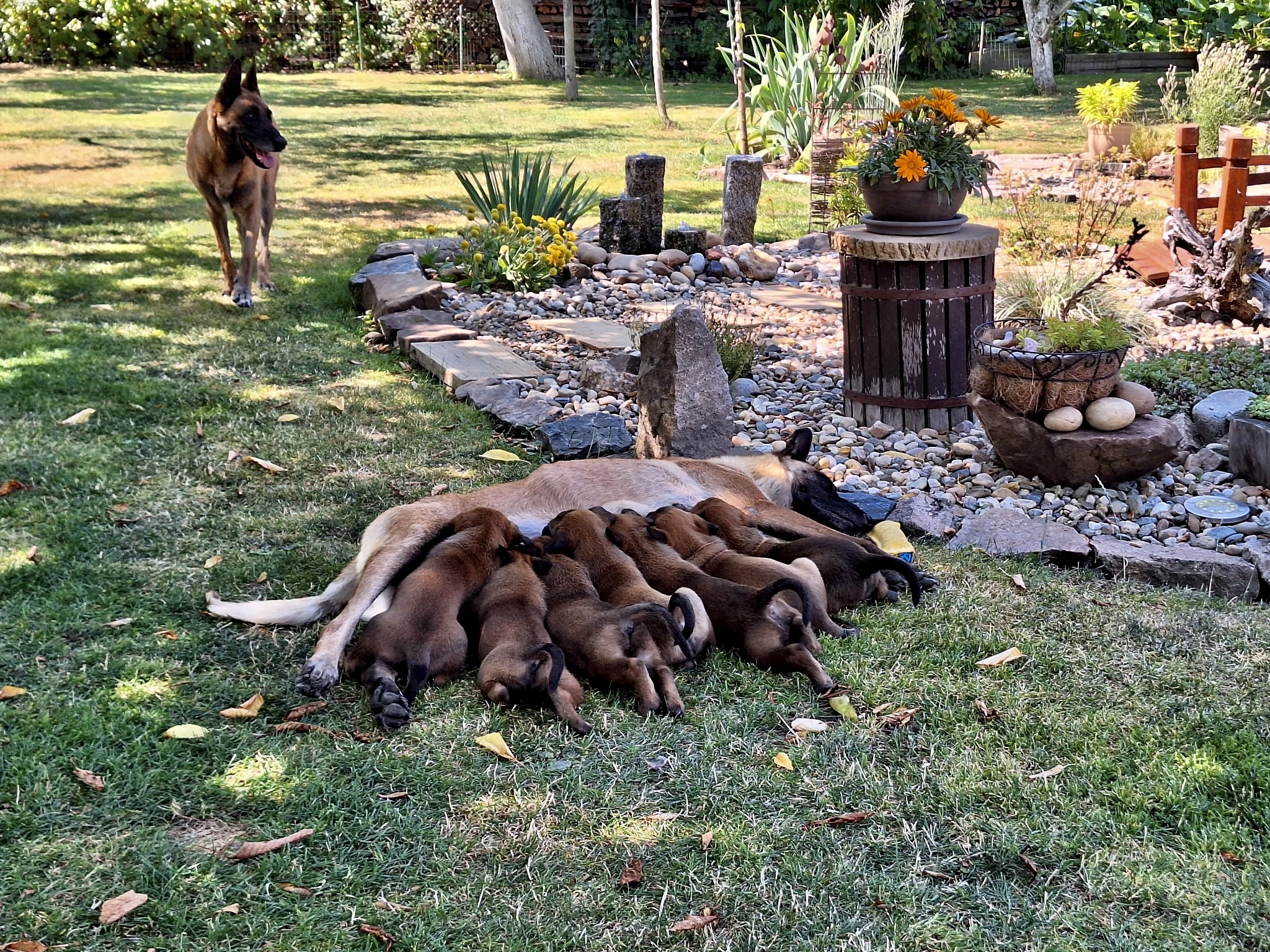 Štěňata belgického ovčáka malinois s rodokmenem