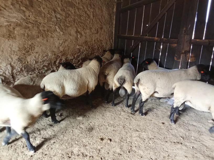 Berani suffolk
