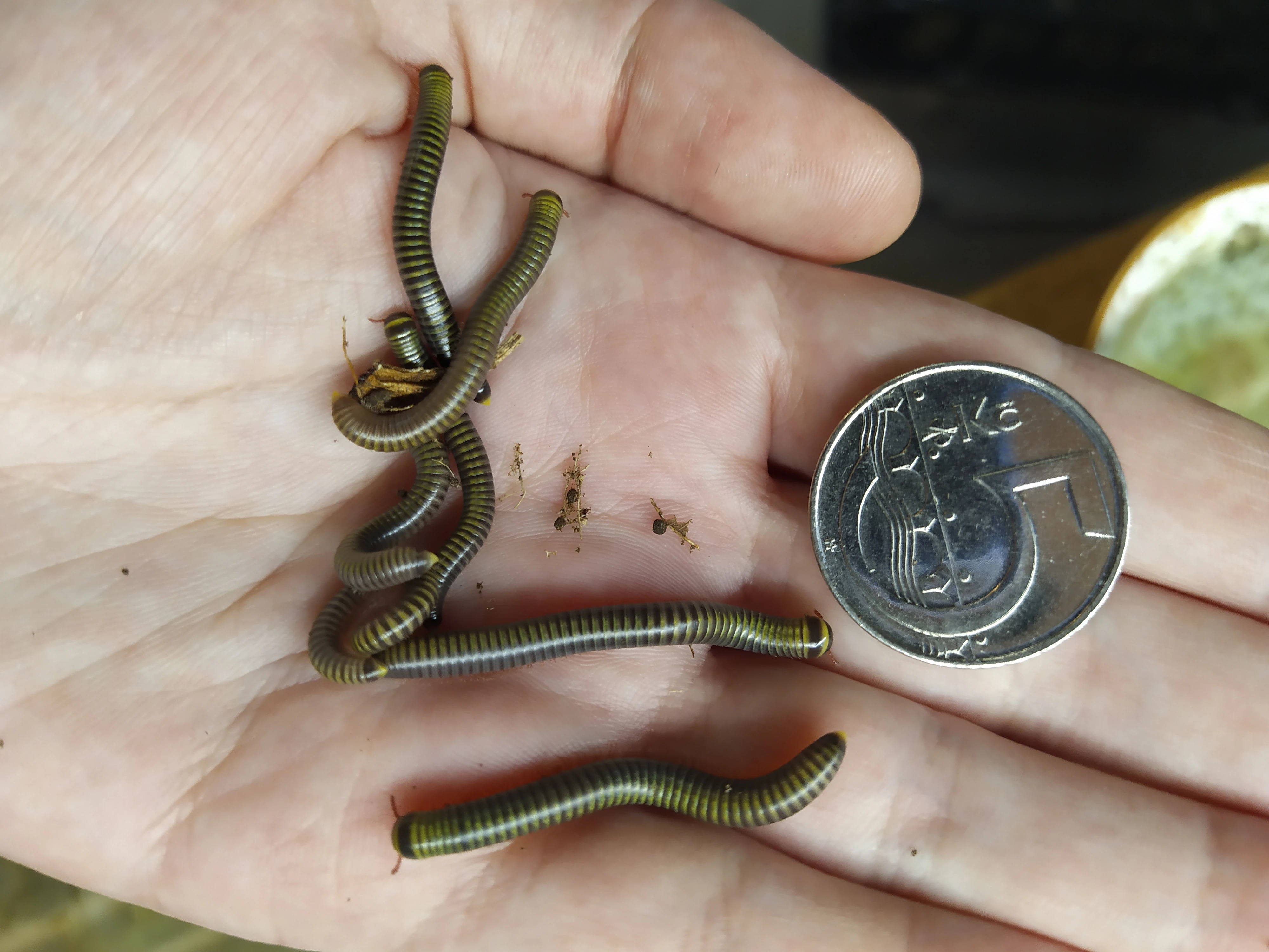 Mnohonožky Anadenobolus monilicornis a další