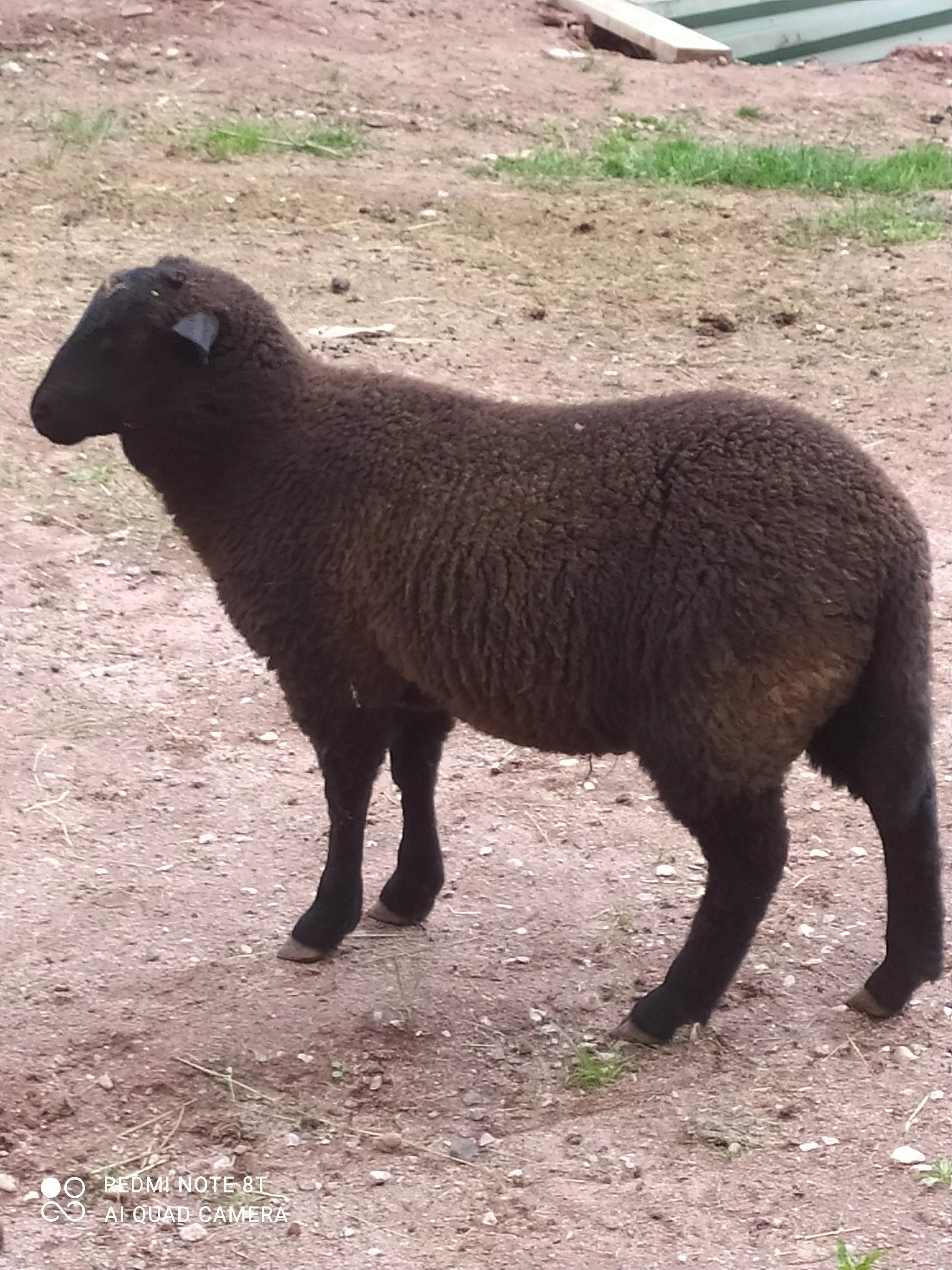 Prodám letošní jehňata kříž. Suffolk