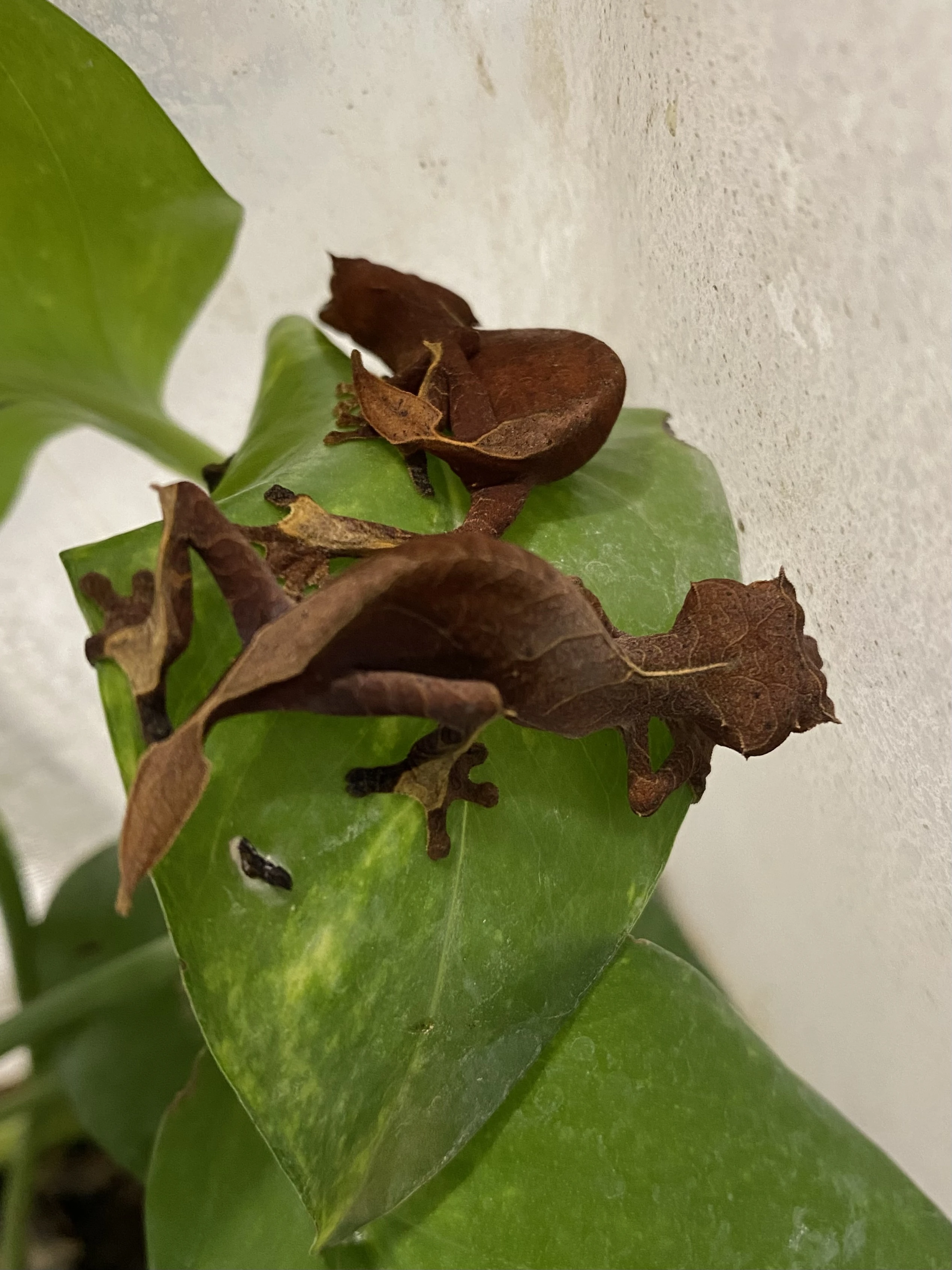 Uroplatus Ebenaui