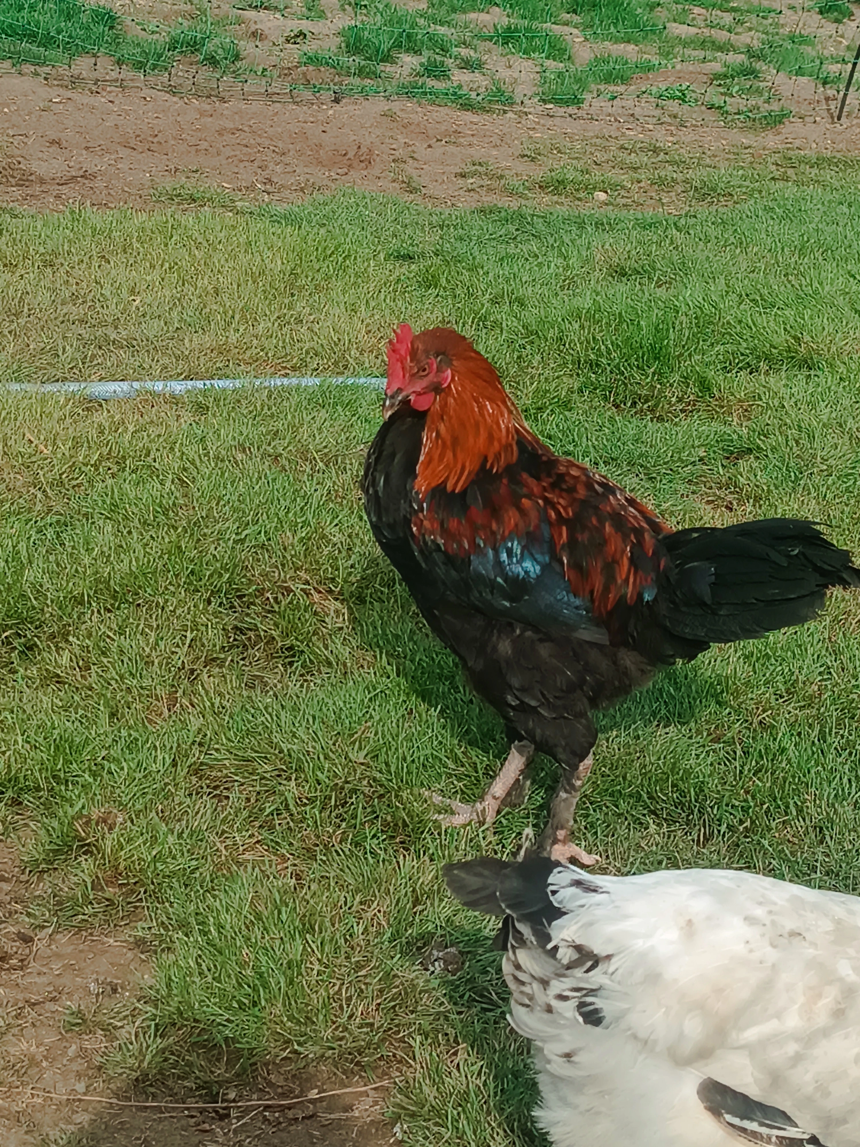 Kohouti Marans