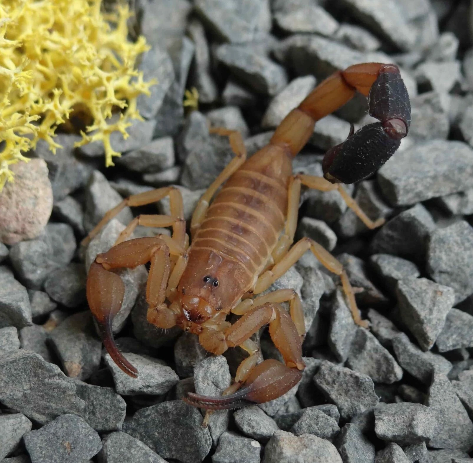 0.0.4 Tityus smithii "Gold" (3 - 4sv.)