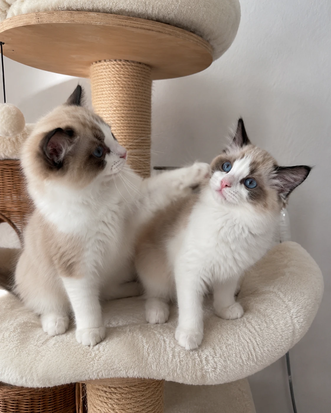 Ragdoll koťátka s PP - seal bicolor 