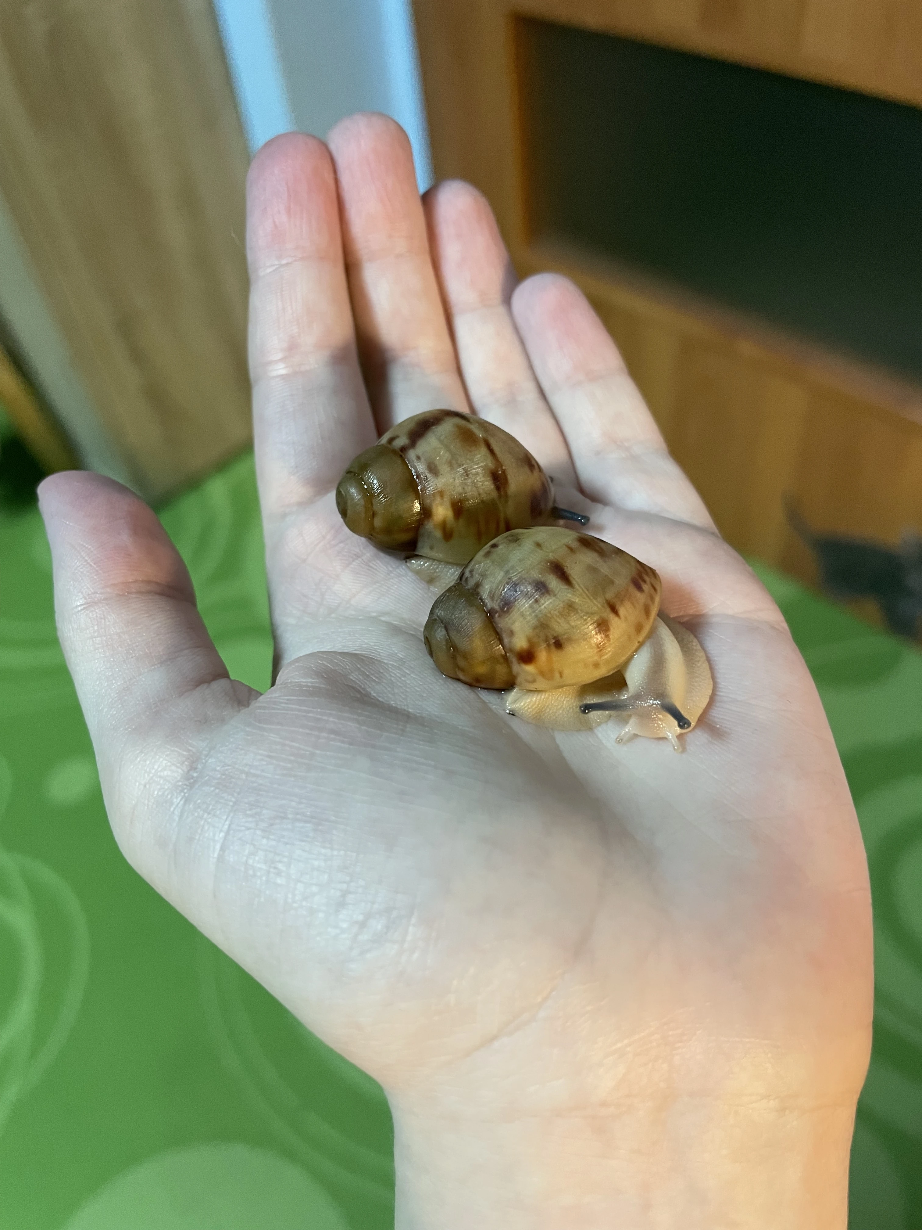 Archachatina marginata ovum Nigeria acromelanic