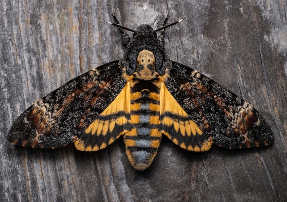 Motýli housenky Lišaj smrtihlav Acherontia atropos