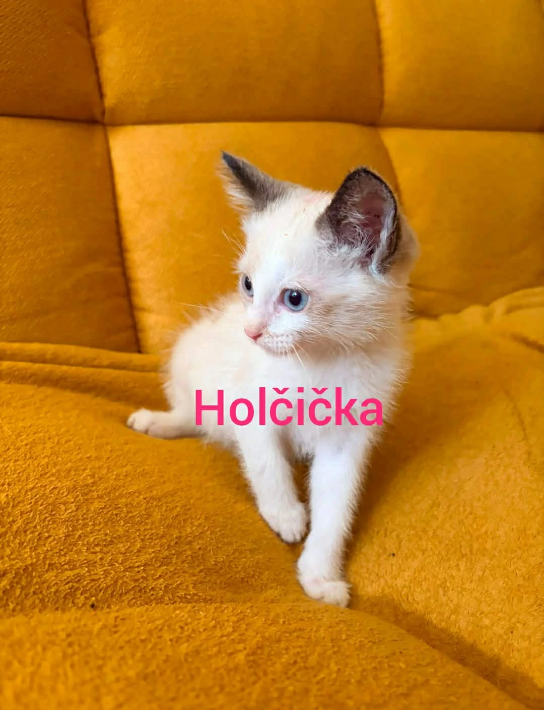 Koťata Ragamese