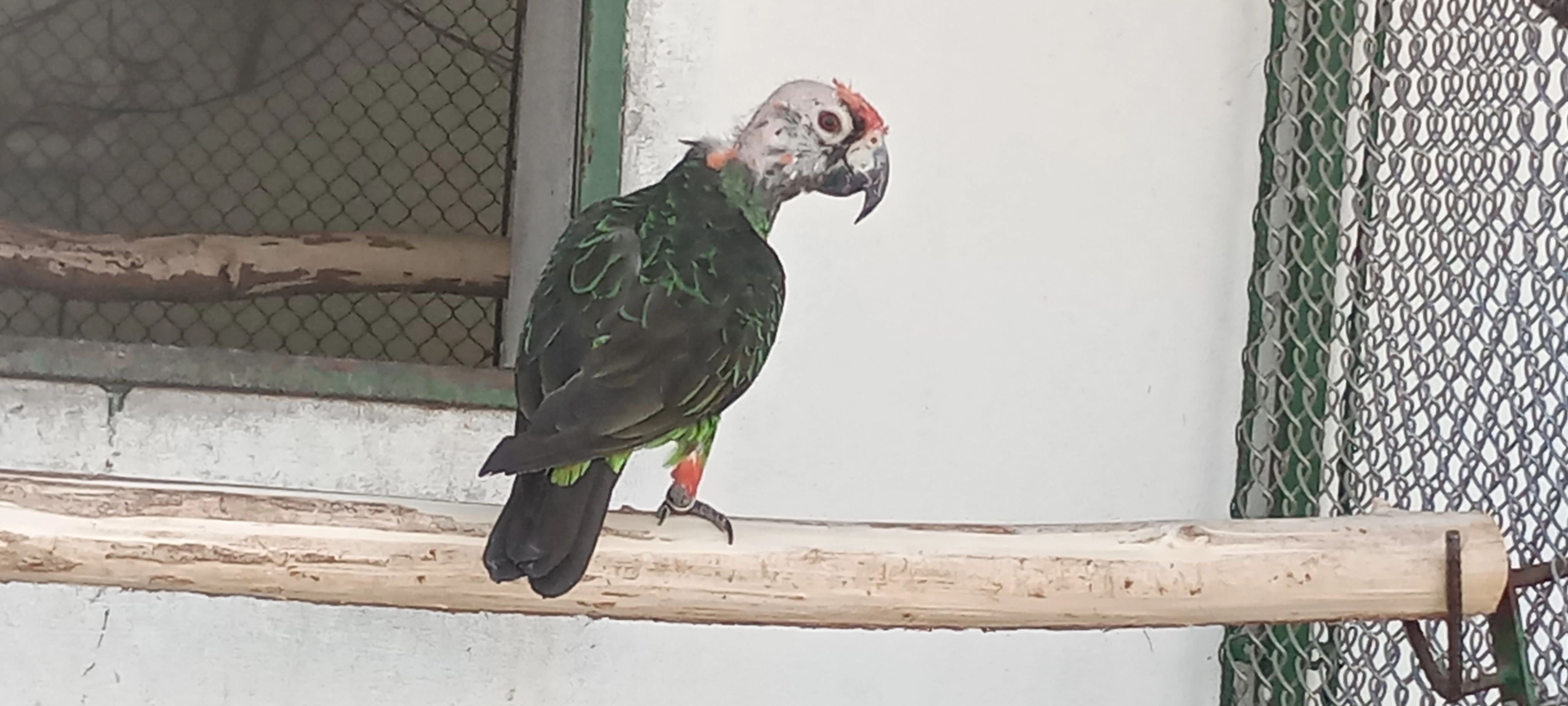 P.g.g.