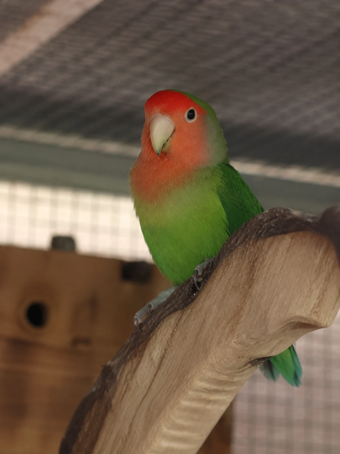 Agapornis růžohrdlý