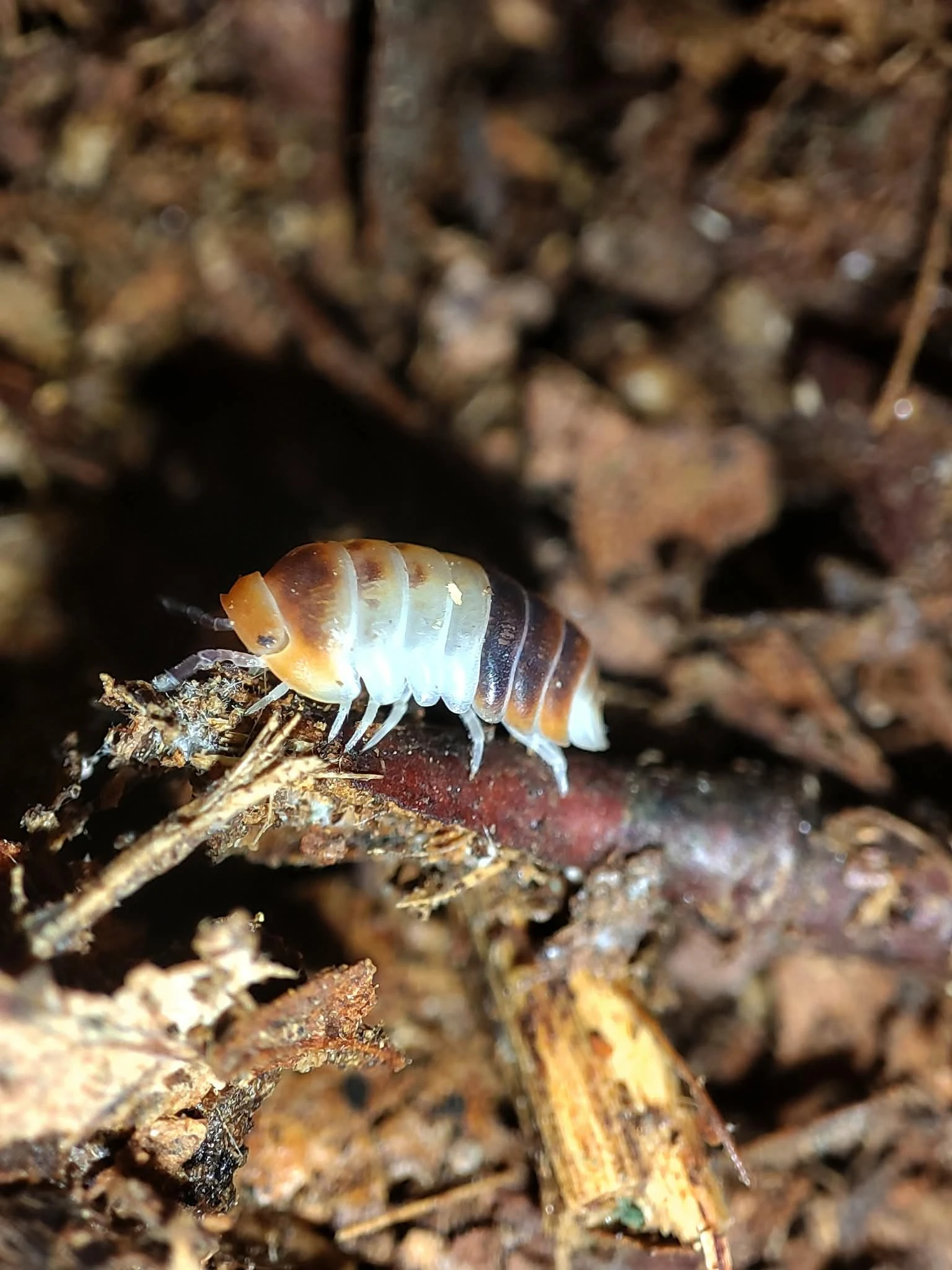 13 druhů isopod a další přibývají E-SHOP