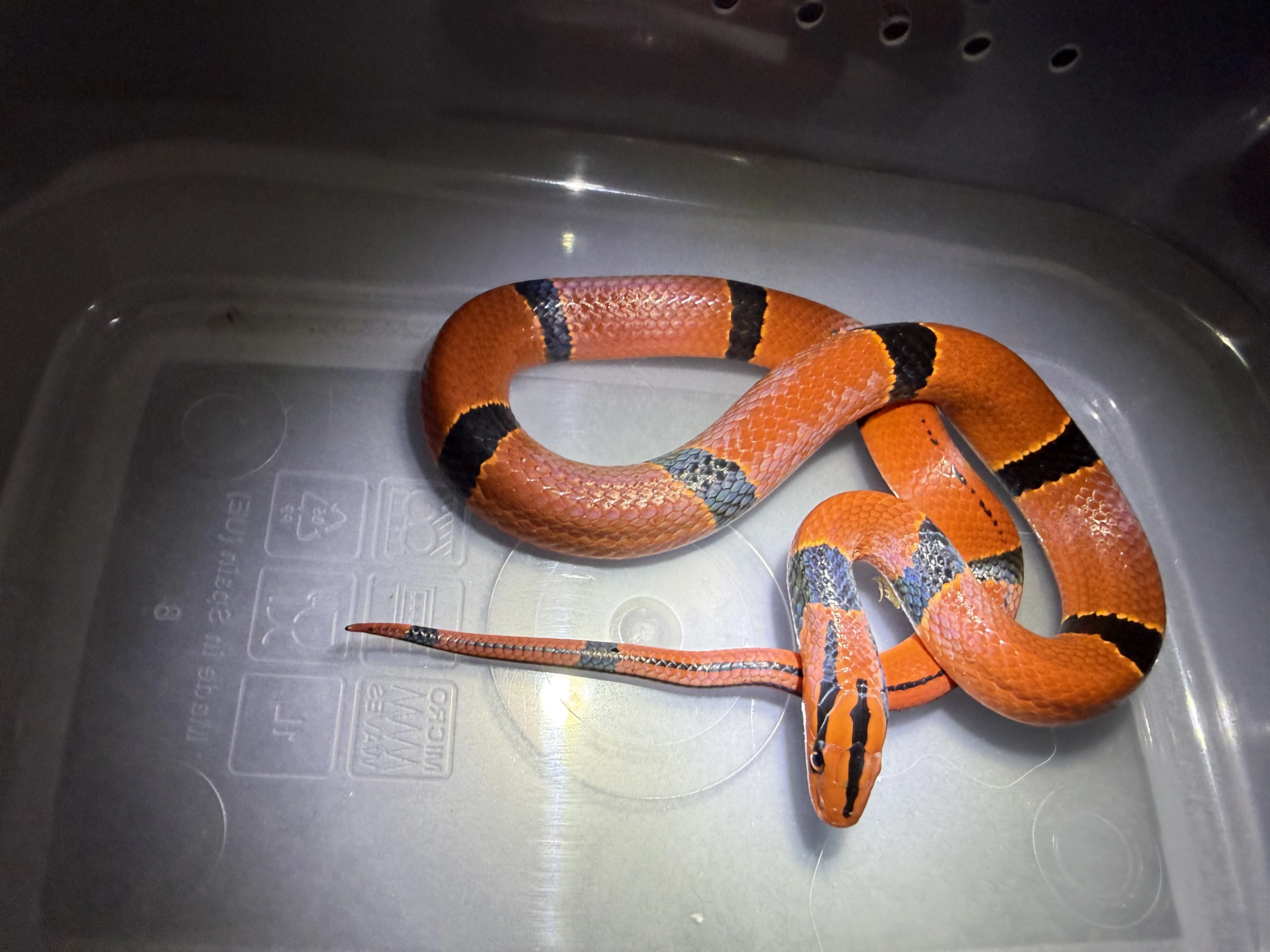 Ovophis tonkiensis, Oreocryptophis porphyraceus pulchra
