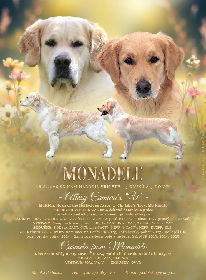 Štěňata Golden retriever s PP