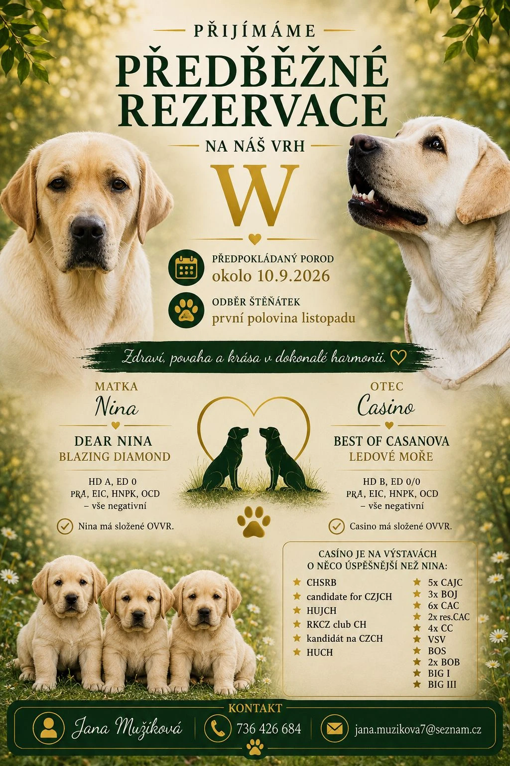 Labrador retriever