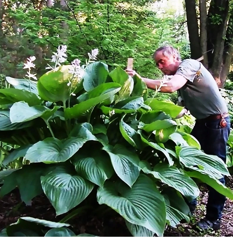 Bohyška - hosta