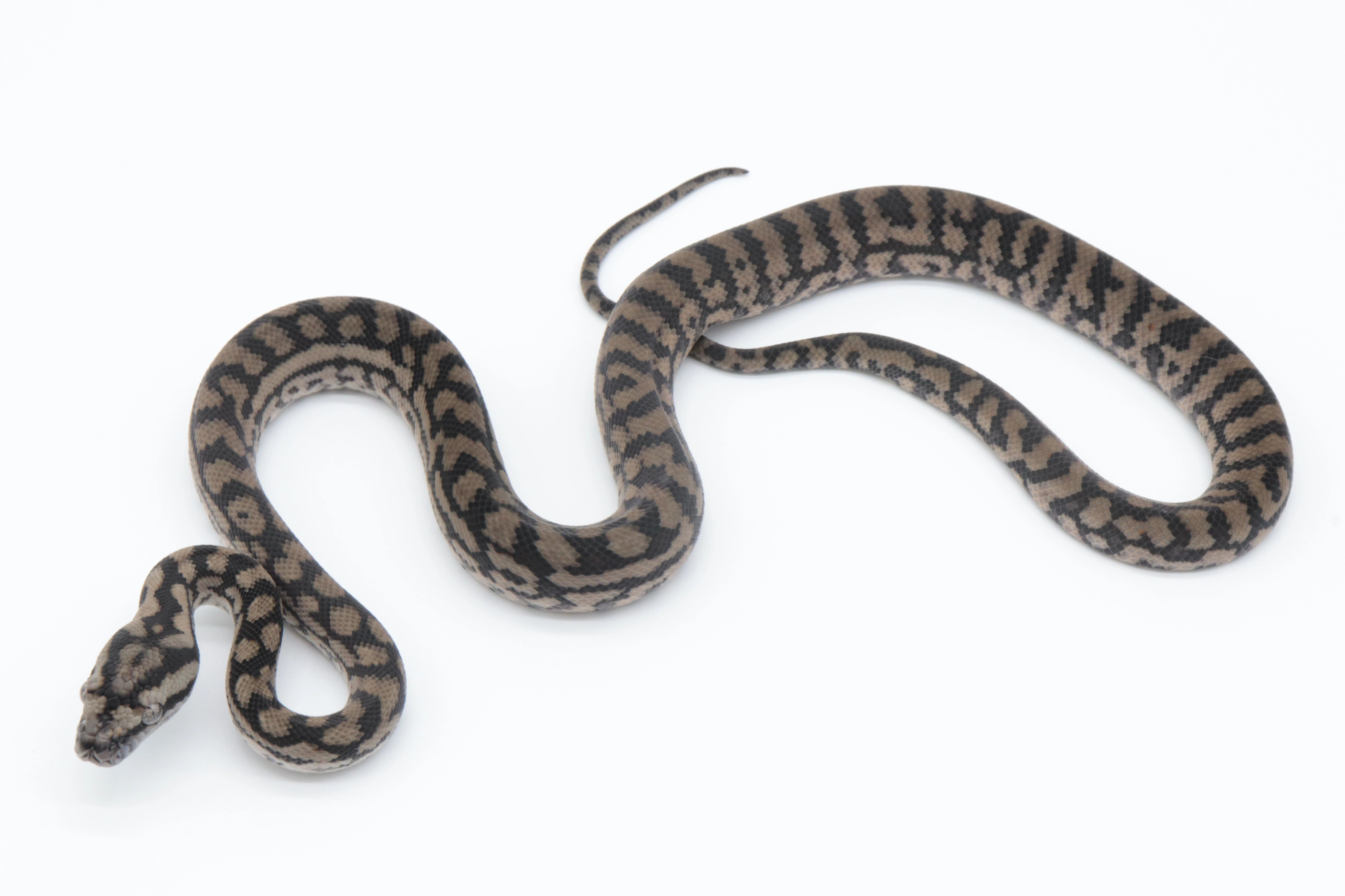 Morelia spilota metcalfei