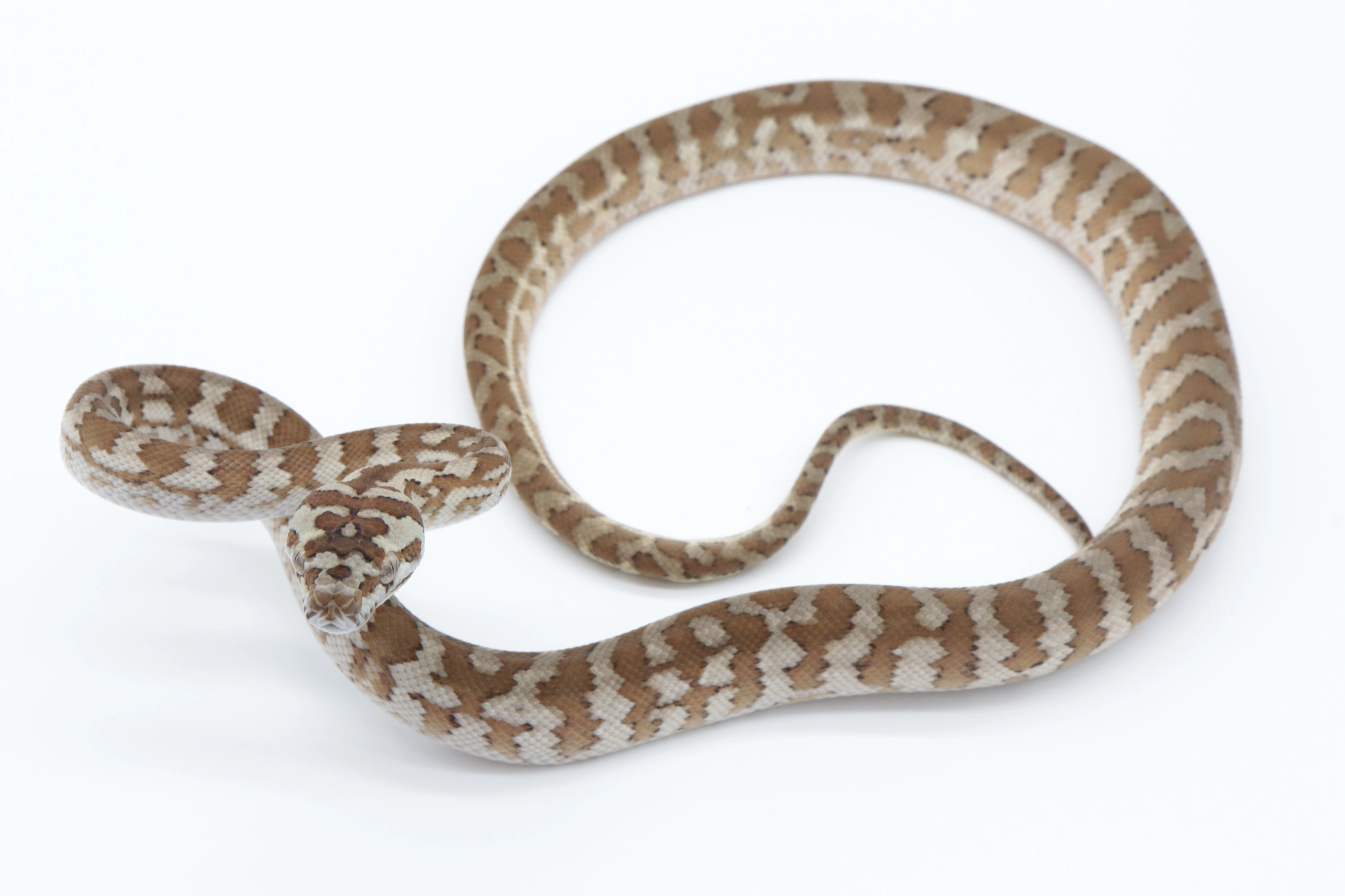 Morelia spilota mcdowelli