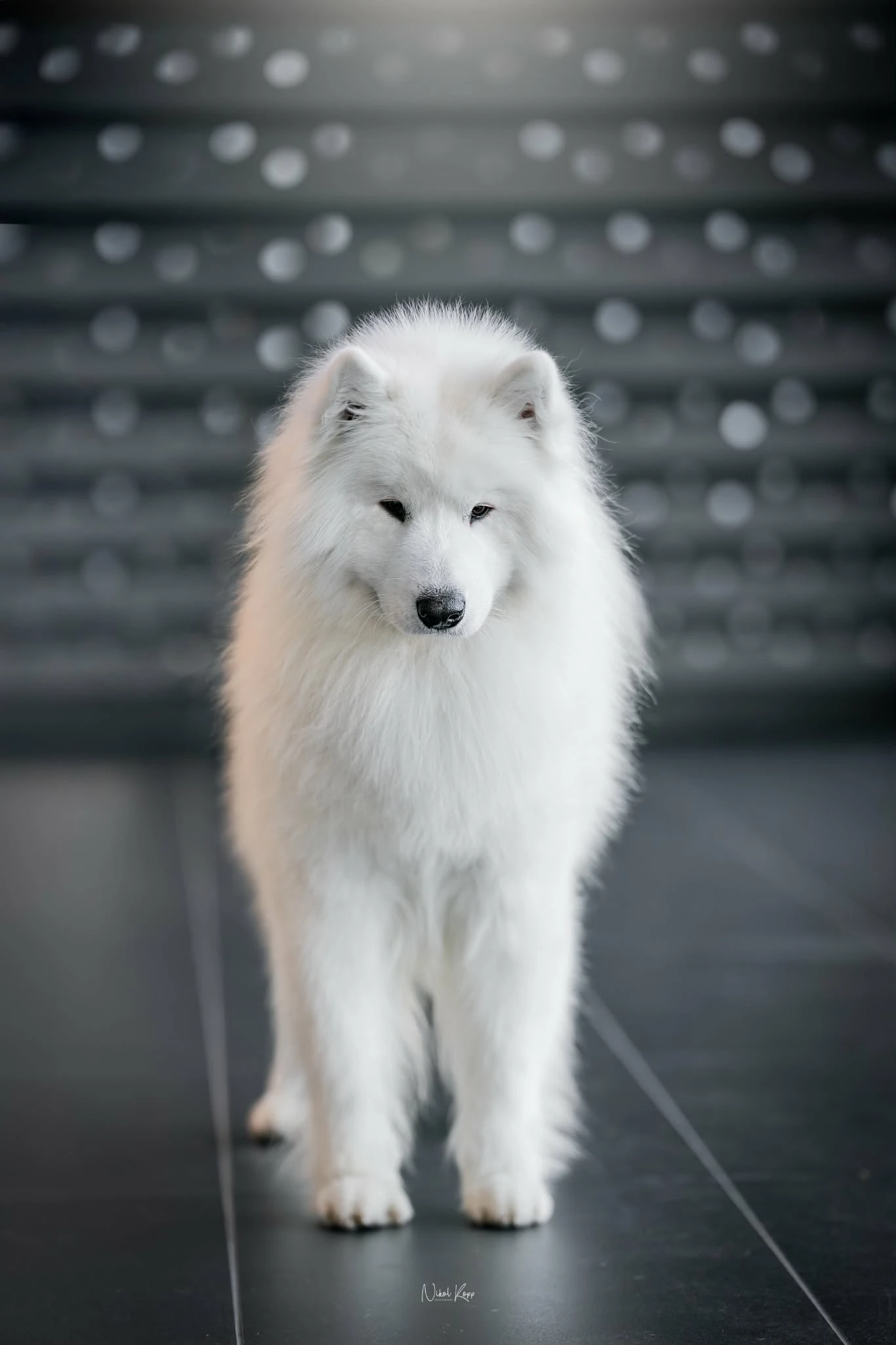 Pejsci samojedů
