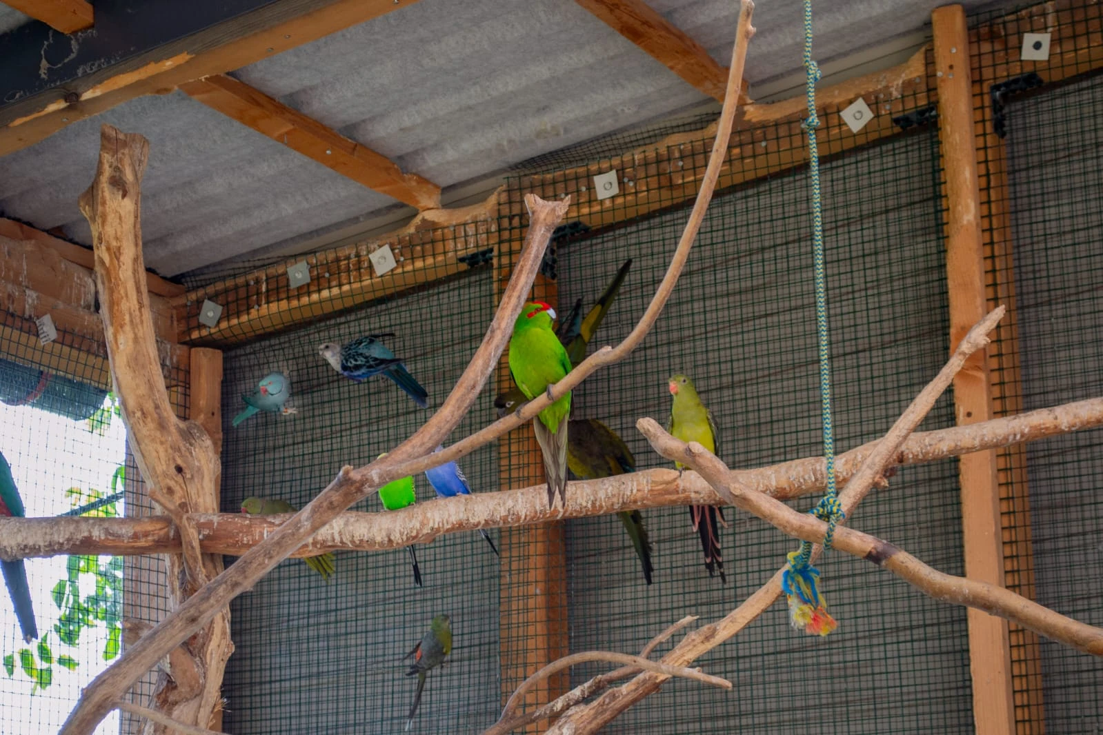 Kakariki