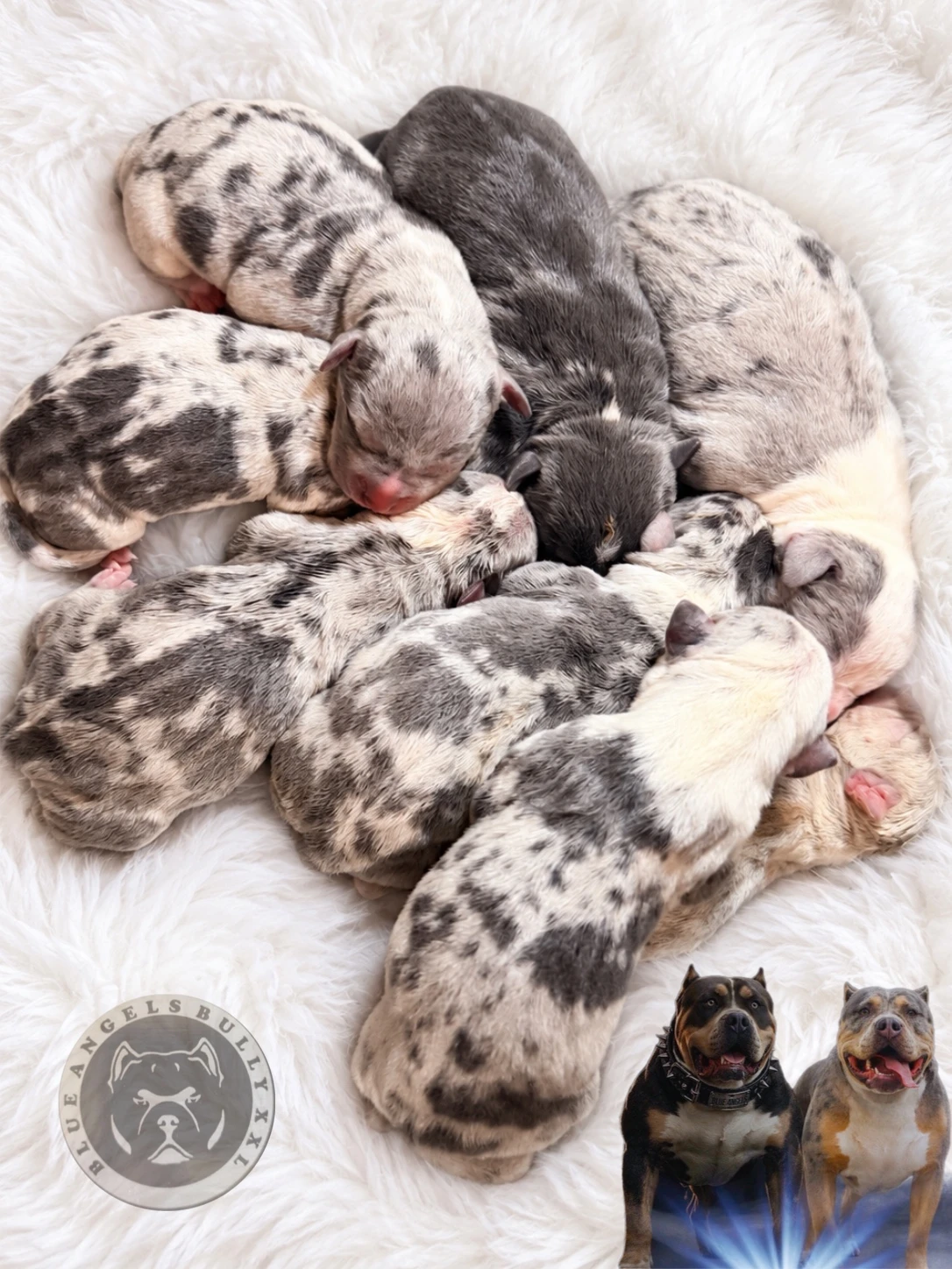 American Bully xl / xxl