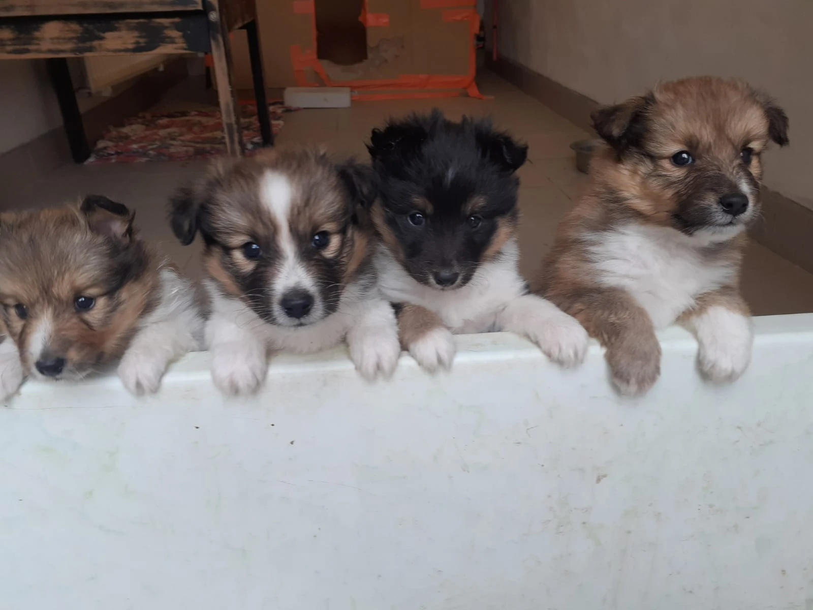 Sheltie / Šeltie s PP
