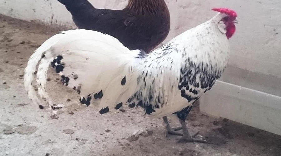 Sháním kohouta hamburčanky stříbrné černě tečkované, světlé barvy.