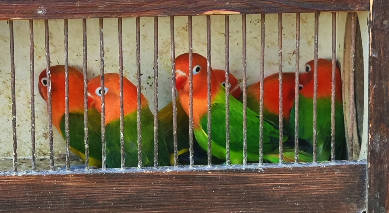 Agapornis Fišeri 2026