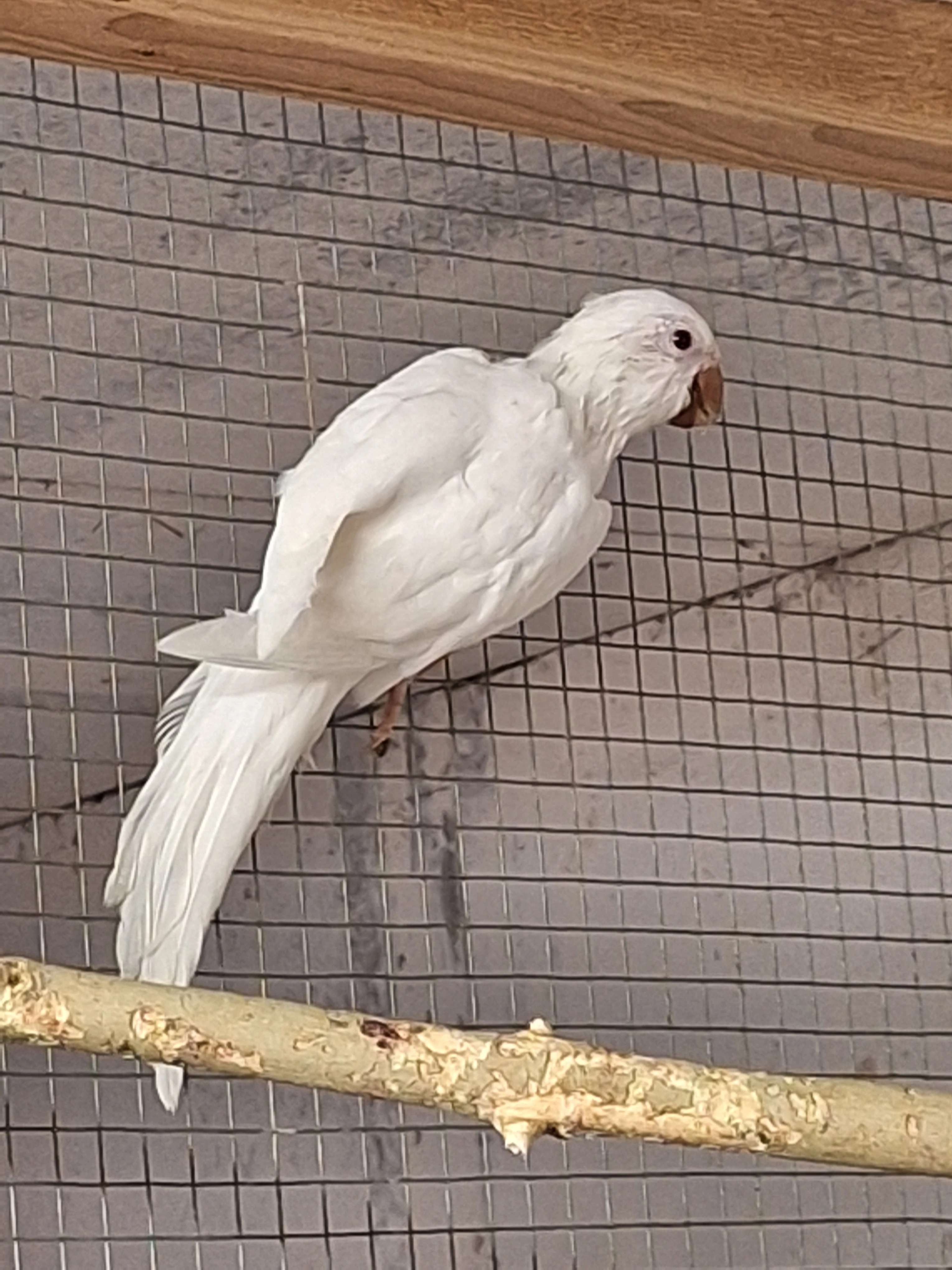 Mníšek albino