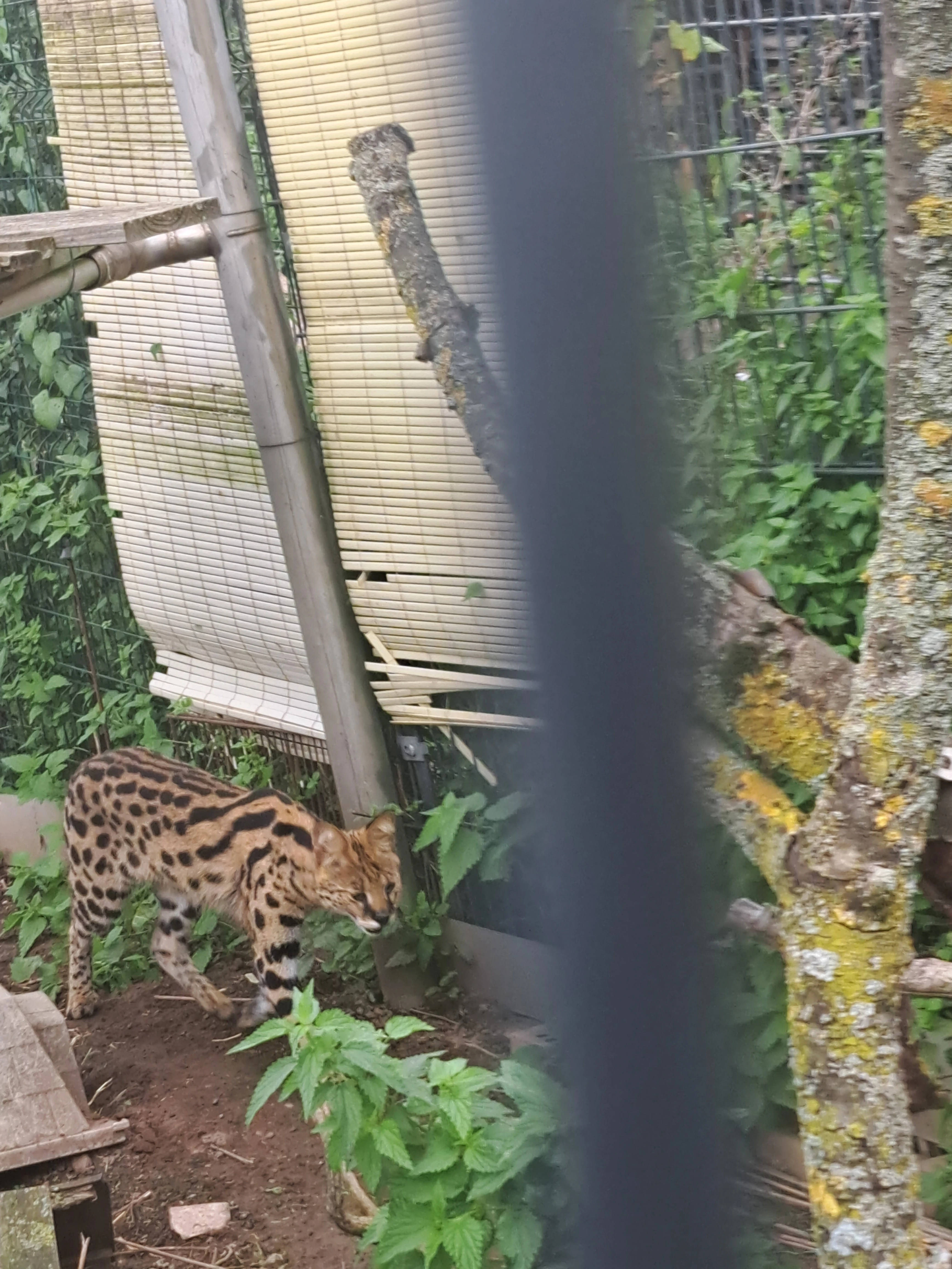 Serval