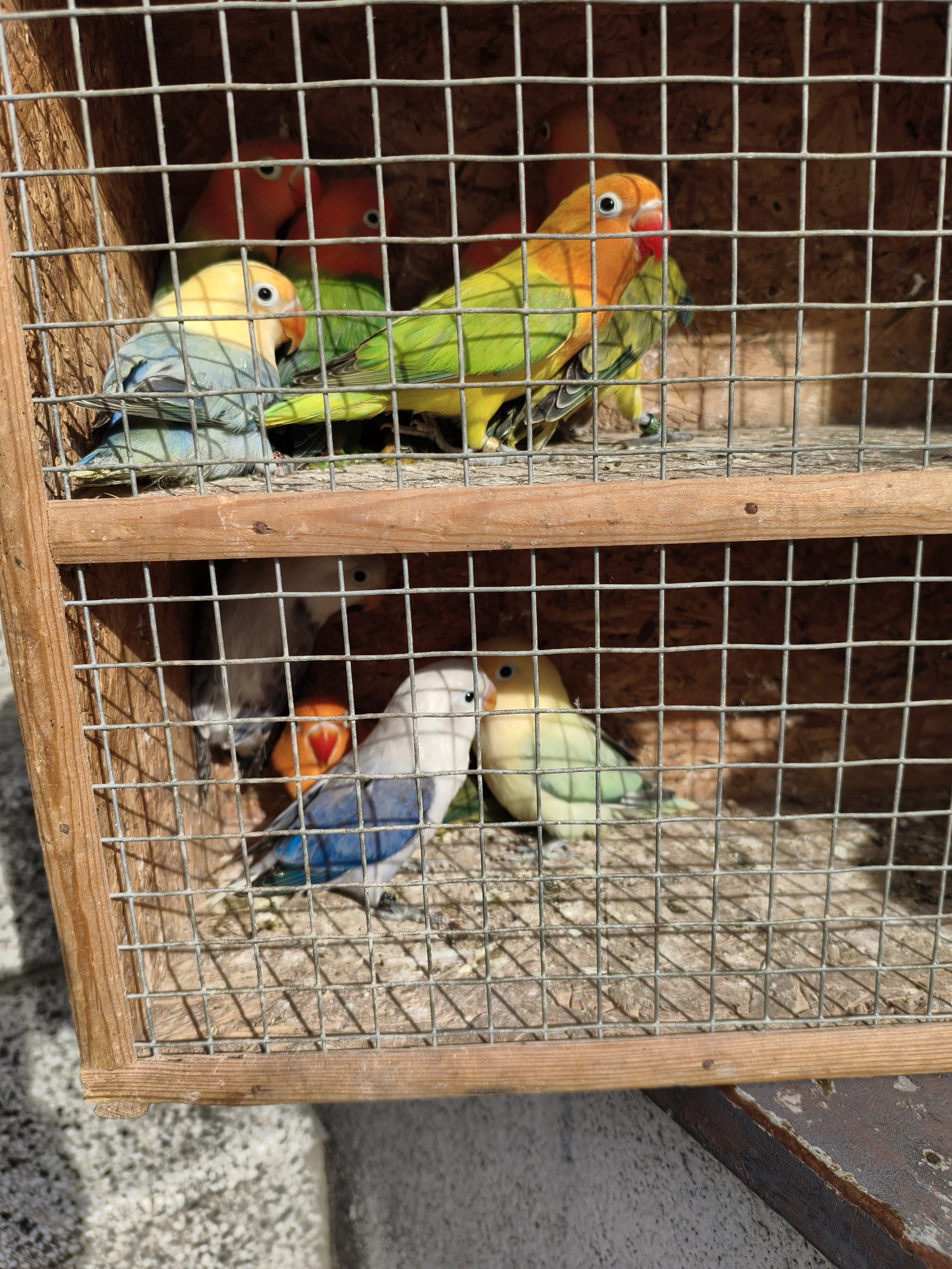 Agapornis fischeri