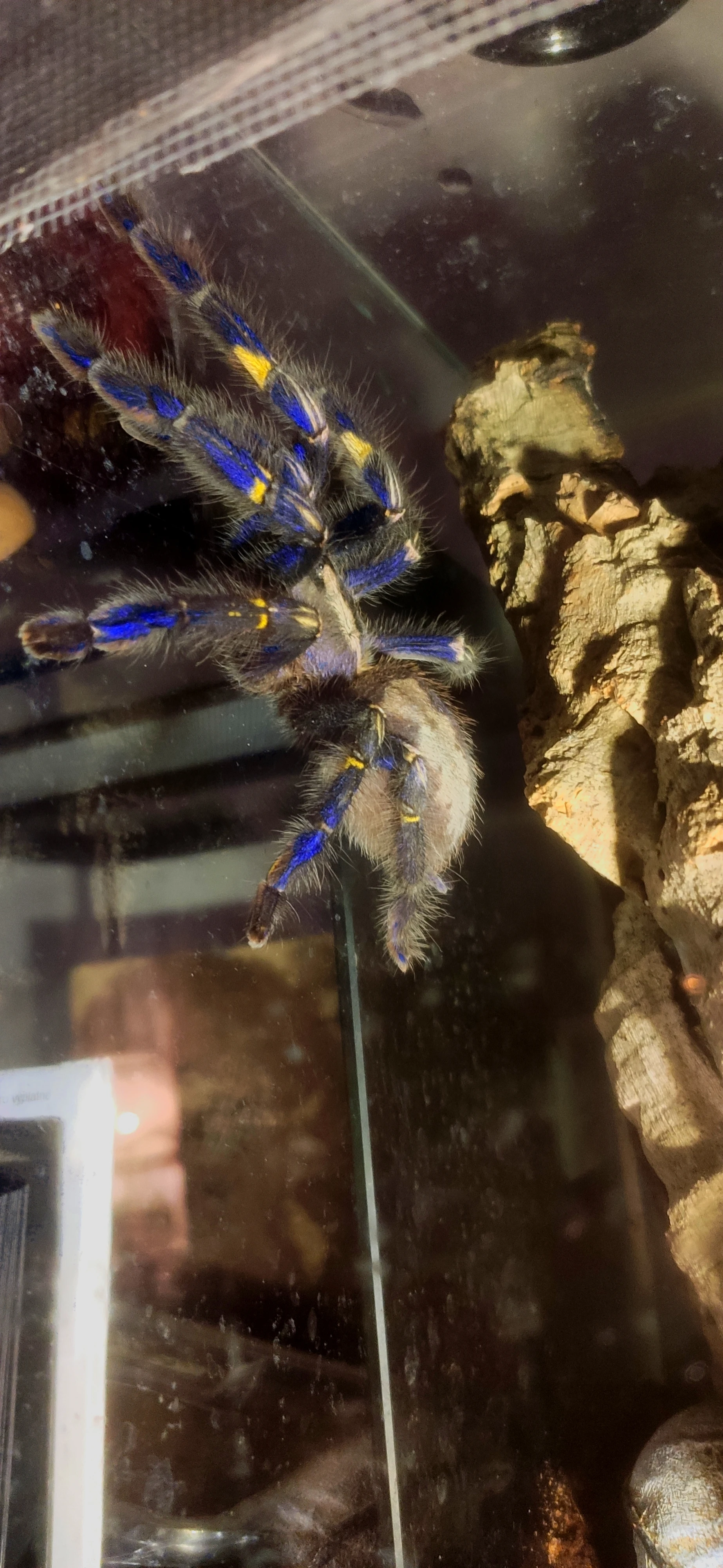 Sháním dospělou samici Poecilotheria metallica – páření