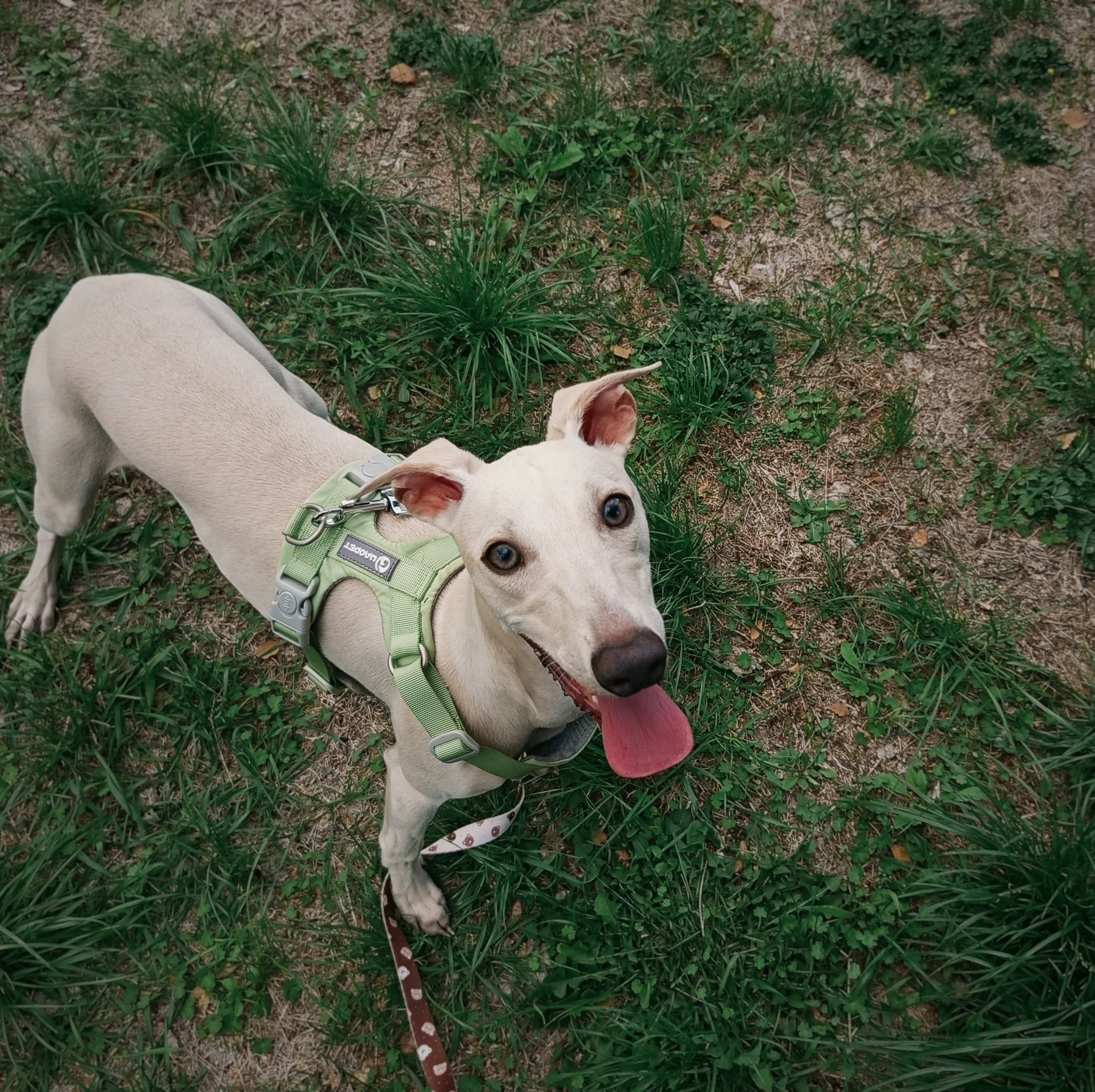 Půlroční pejsek (samec) vipet/whippet