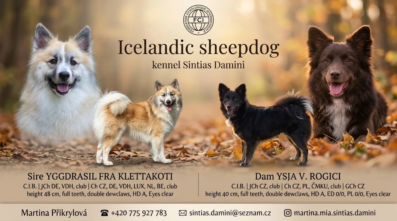Islandský ovčácký pes/Islandský ovčák
