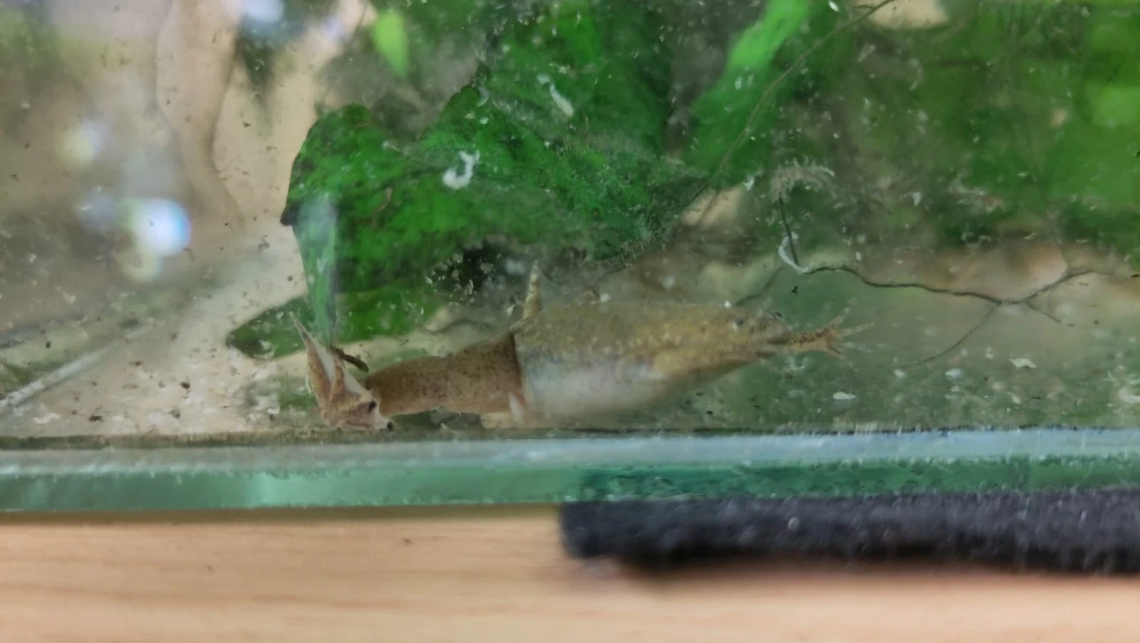 Drápatka tropická (Xenopus tropicalis)