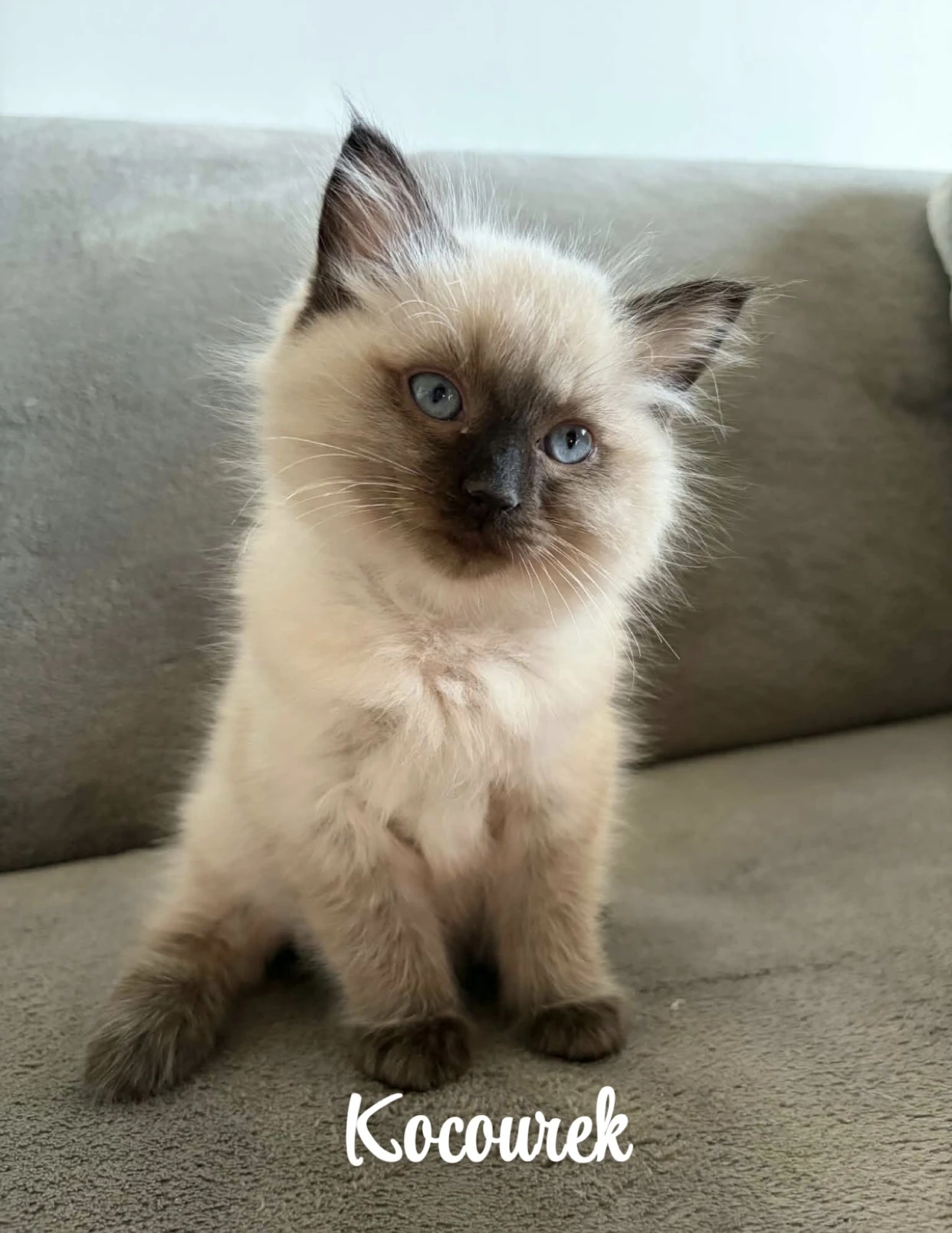 Ragdoll koťata
