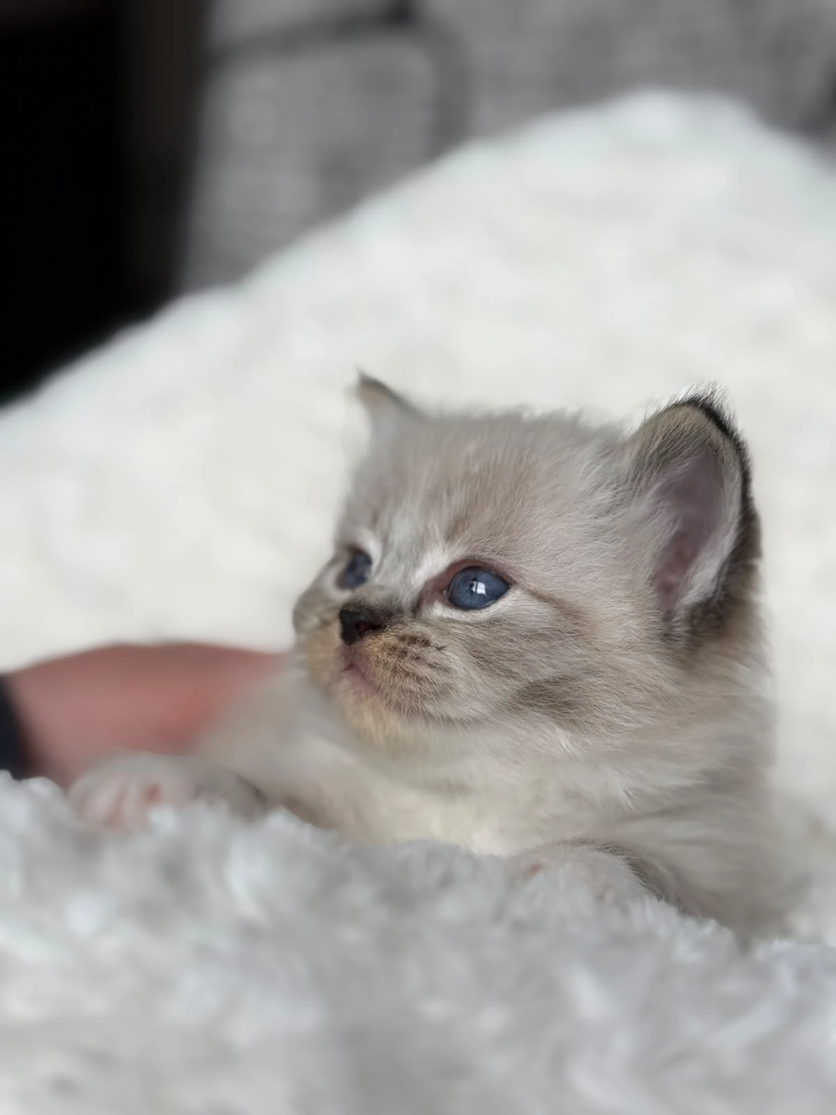 Ragdoll koťátka s PP