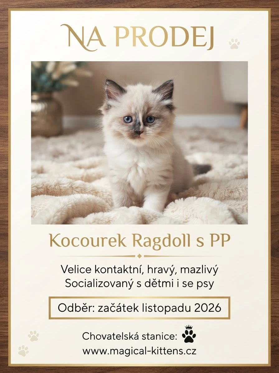Koťátko Ragdoll s PP