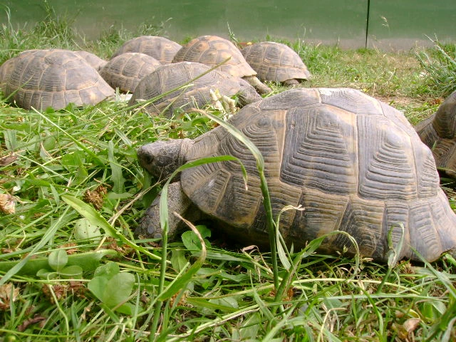 Prodám mláďata suchozemských želv  plně vybavená terária