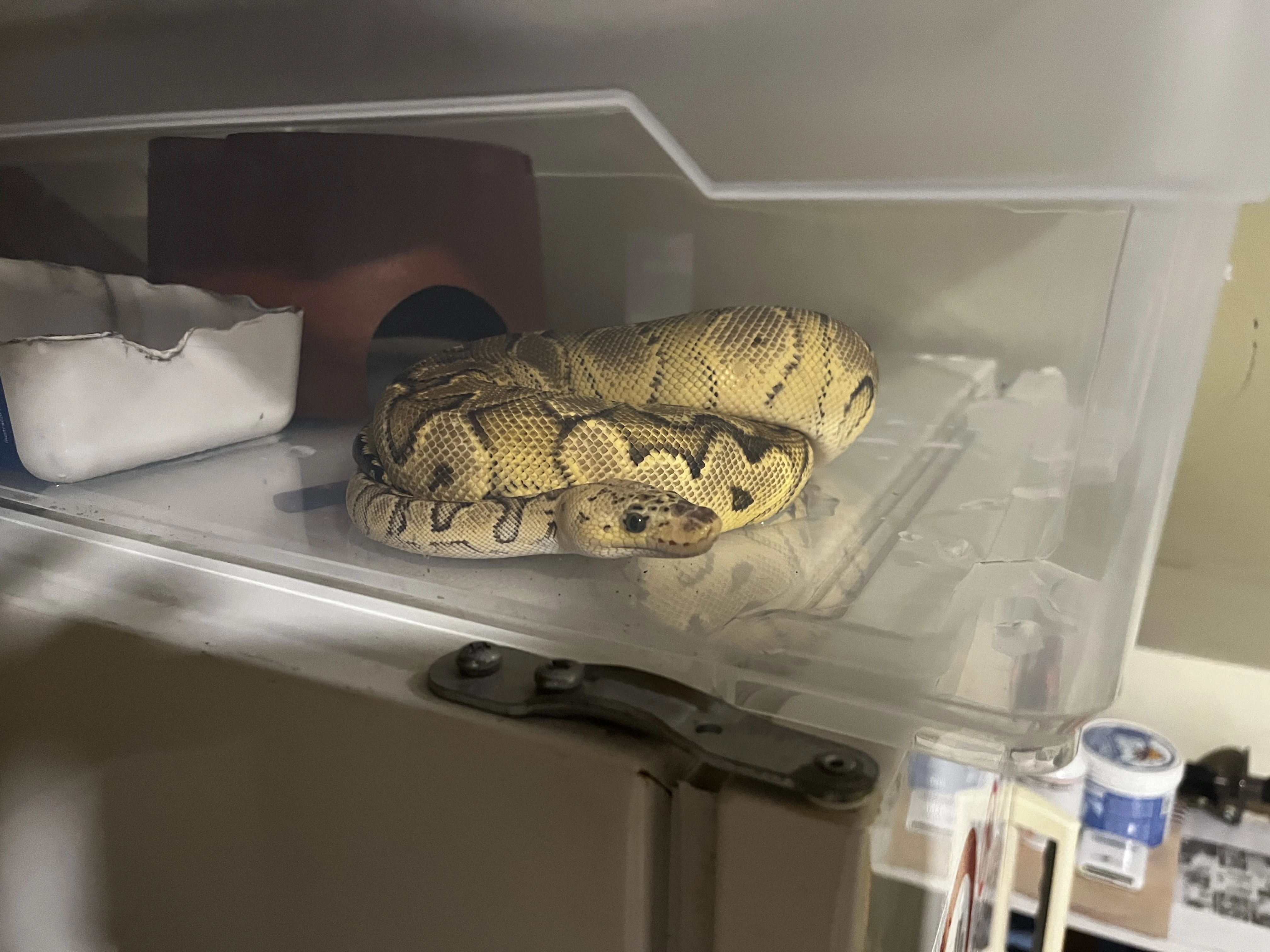 0.1 Krajta královská (Python regius) – Pastel Spotnose Gravel/YB Clown