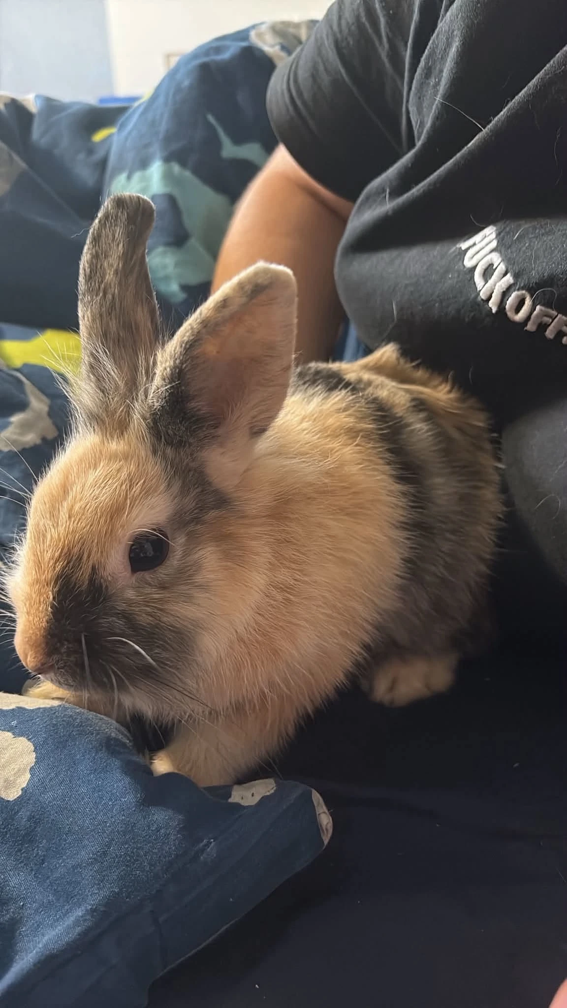 Hledáme milujicí rodinu pro našeho 5 mesíčního blonďáčka 