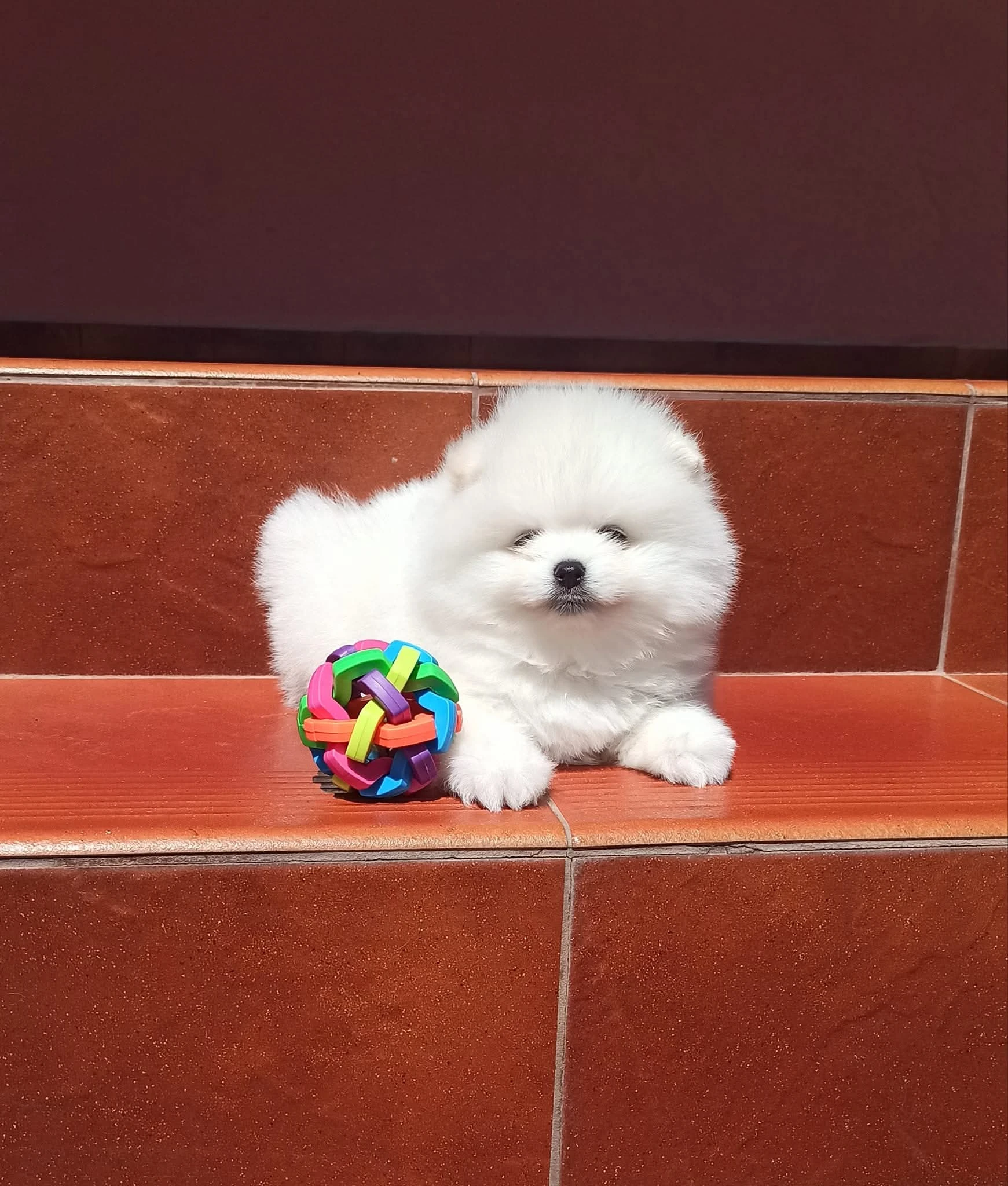 Volná štěňátka pomeraniana