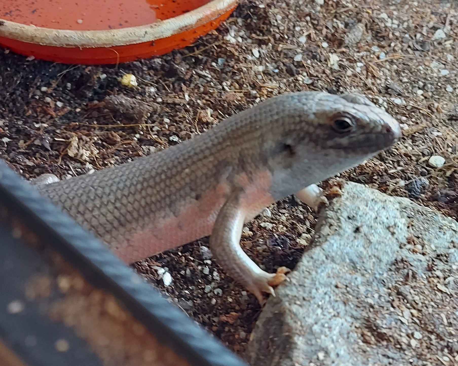 Trachylepis dichroma