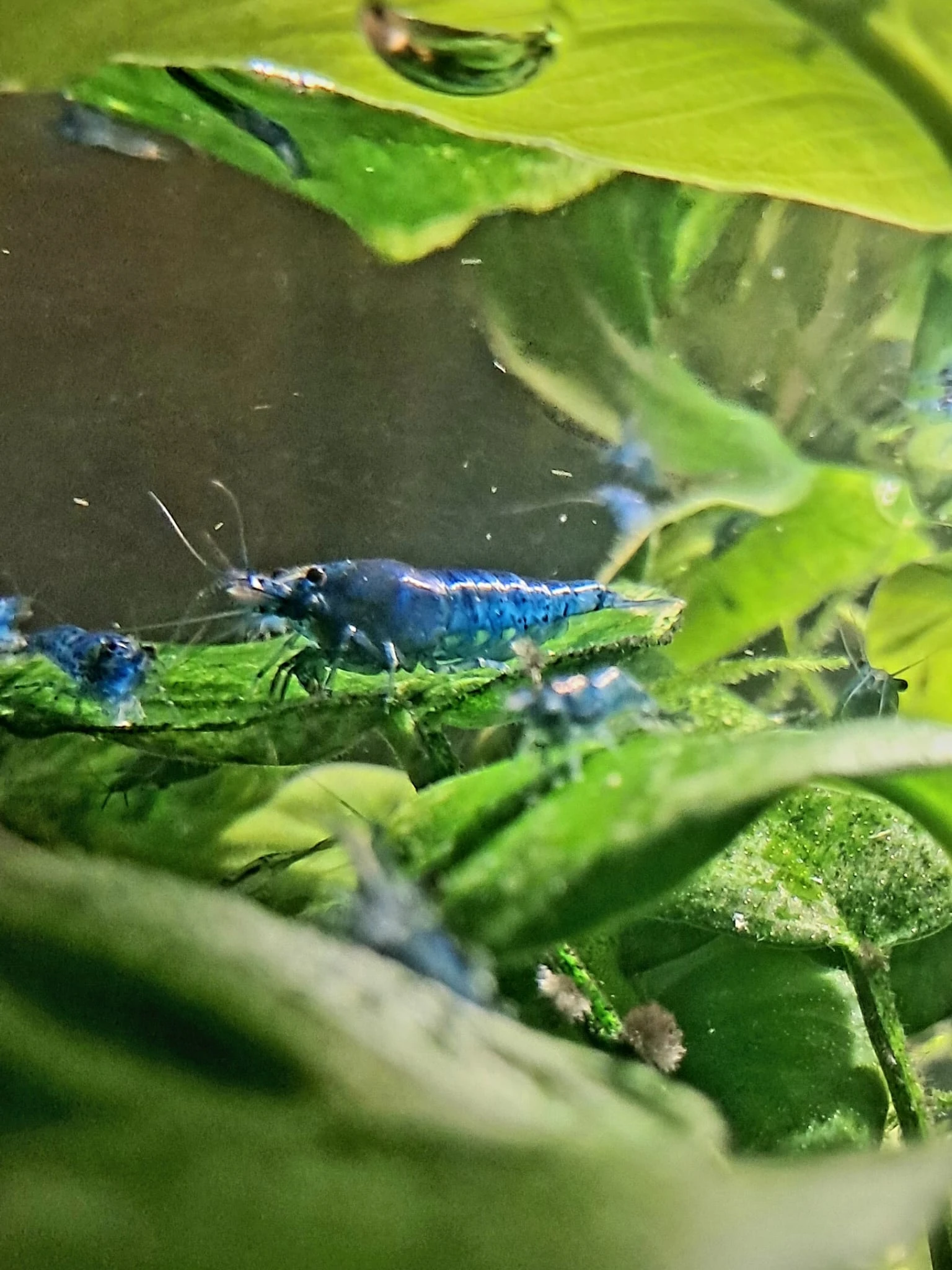 Neocaridina davidi Blue Dream