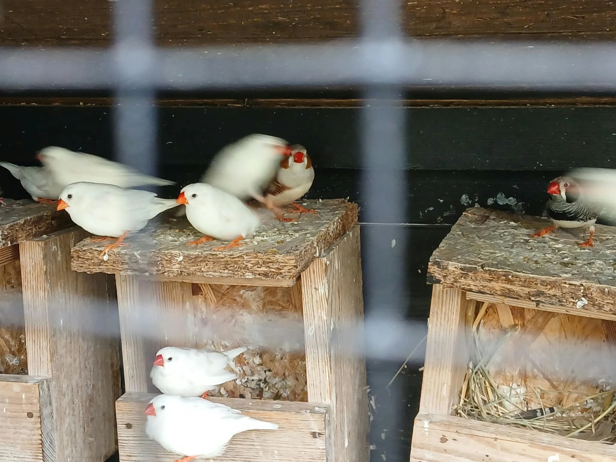 Prodám zebřičky , Mníška zeleného 0,1 s DNA