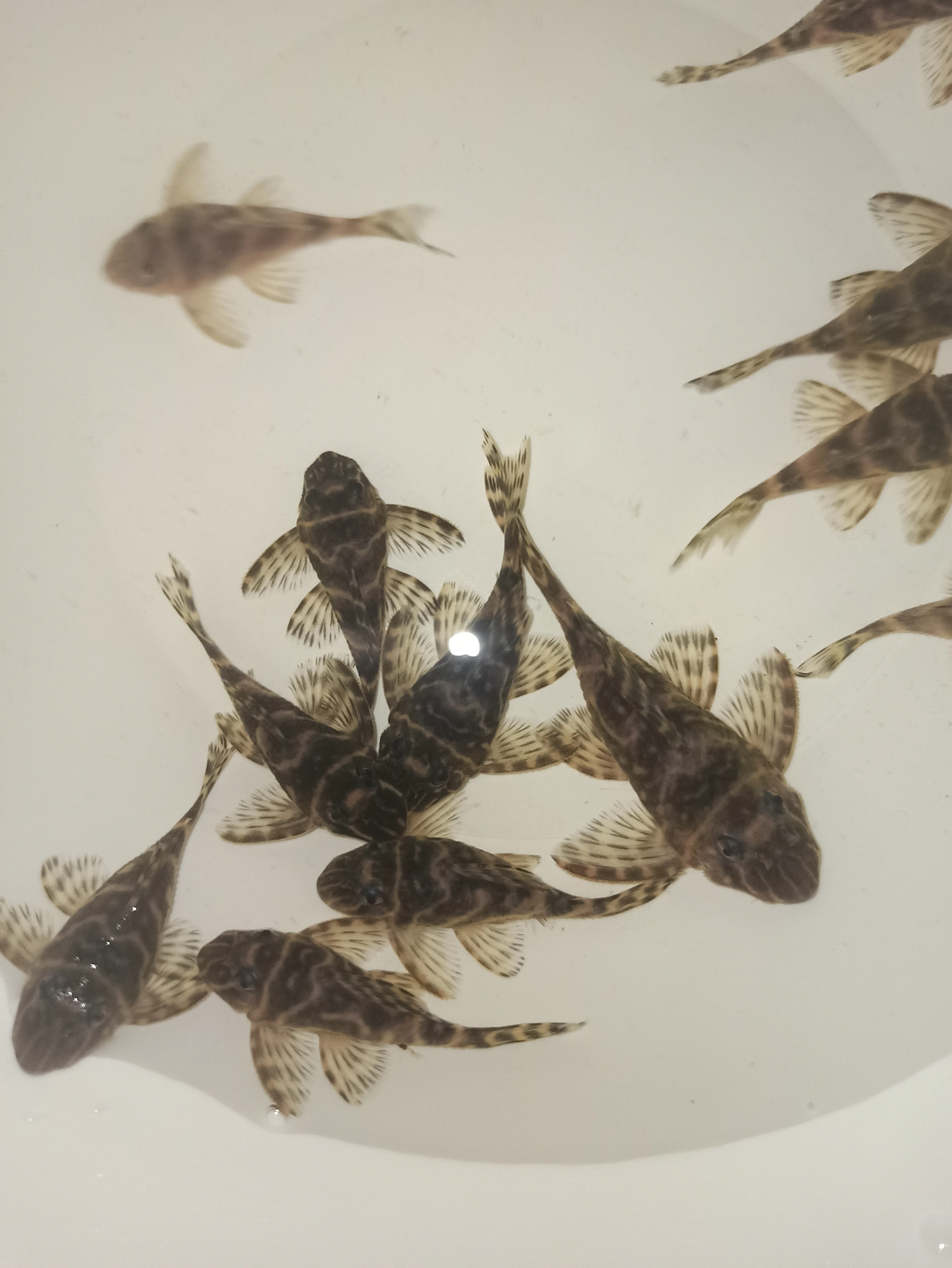 Hypancistrus L340