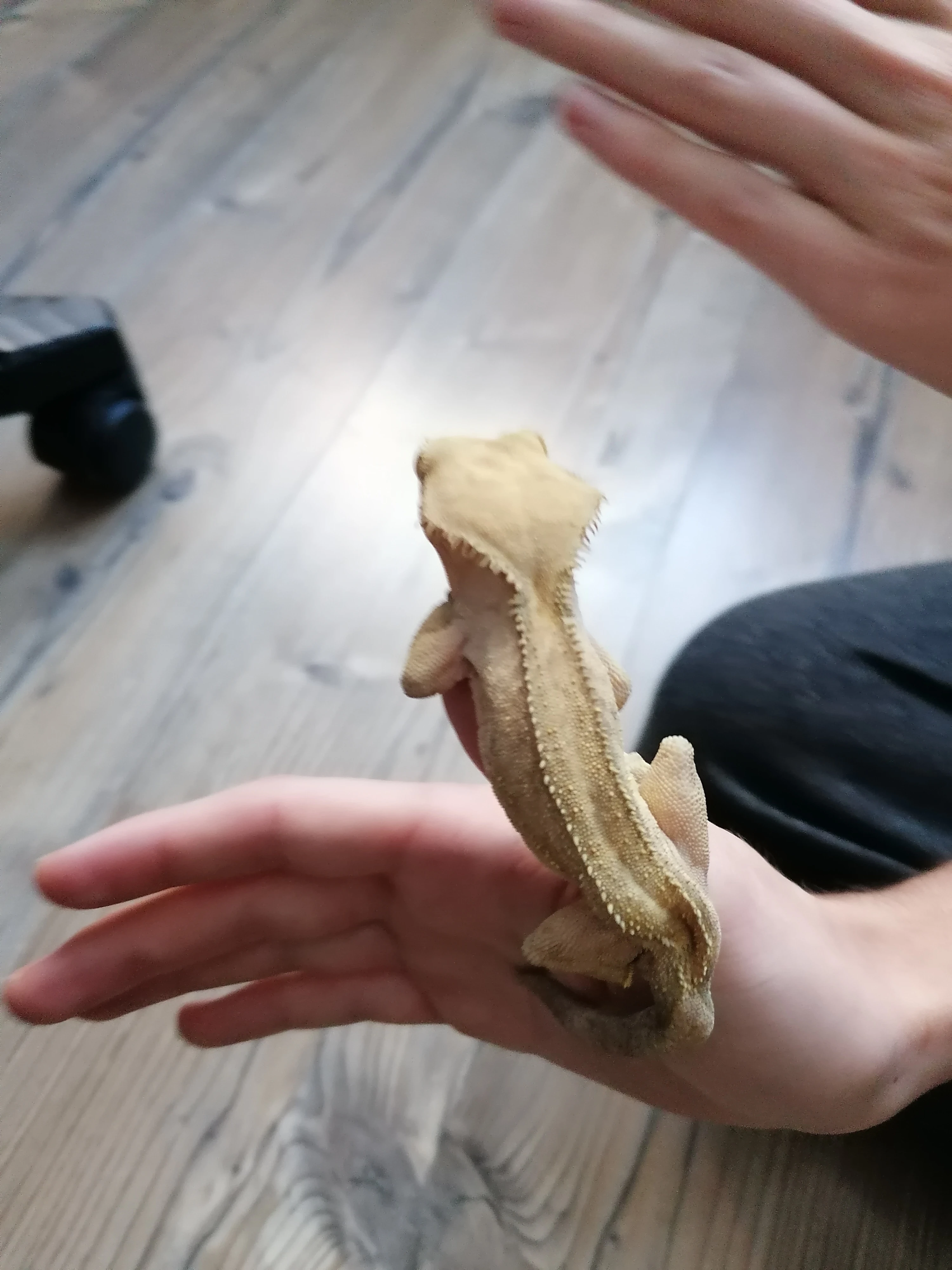 Prodám samce pagekona řasnatého, cena dohodou