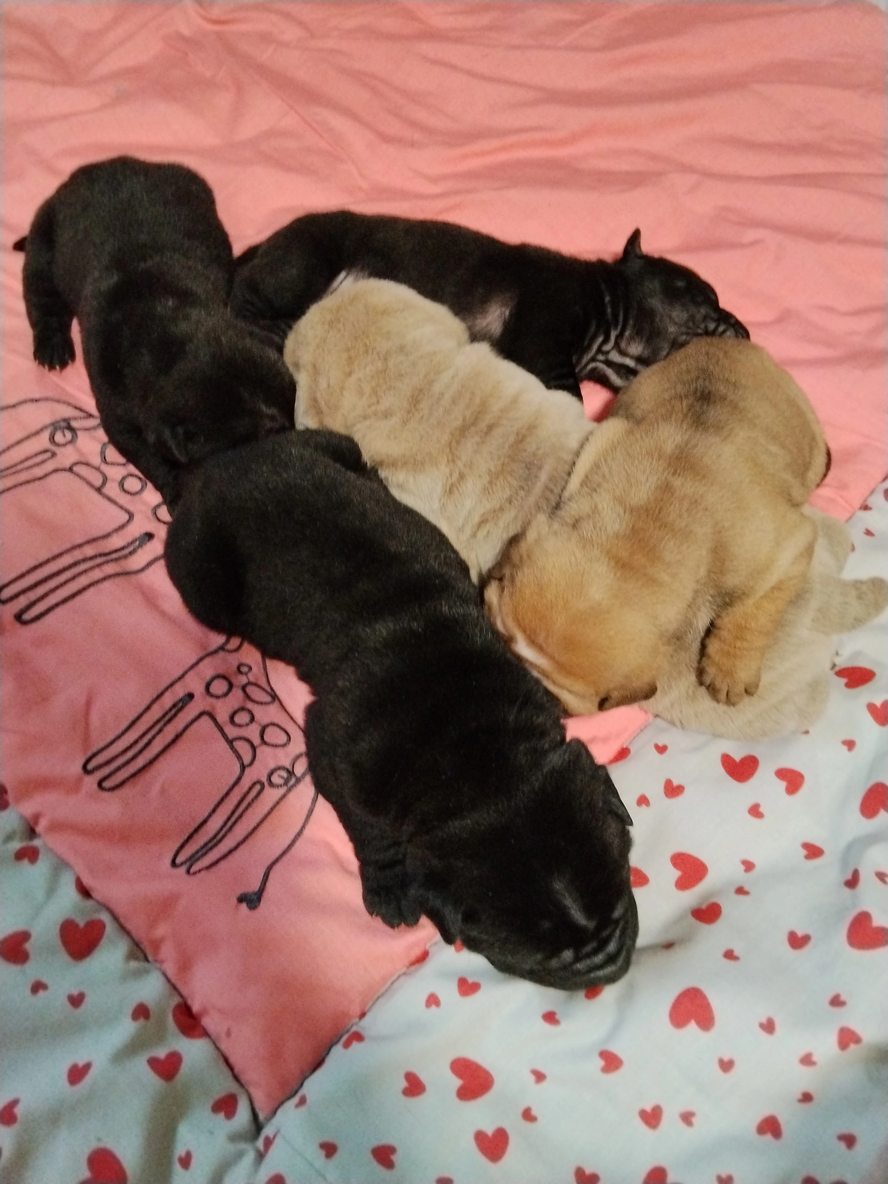 Šarpej, Shar-pei štěňátka s PP